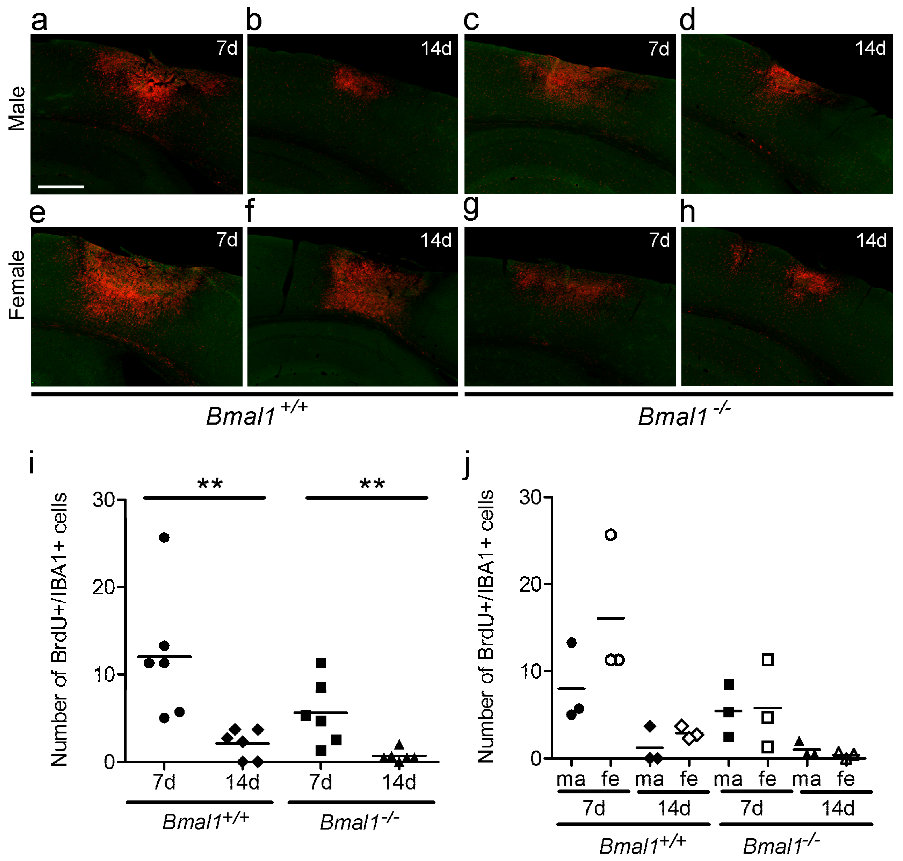 Ijms 19 03124 g005 Ijms 19 03124 g005
