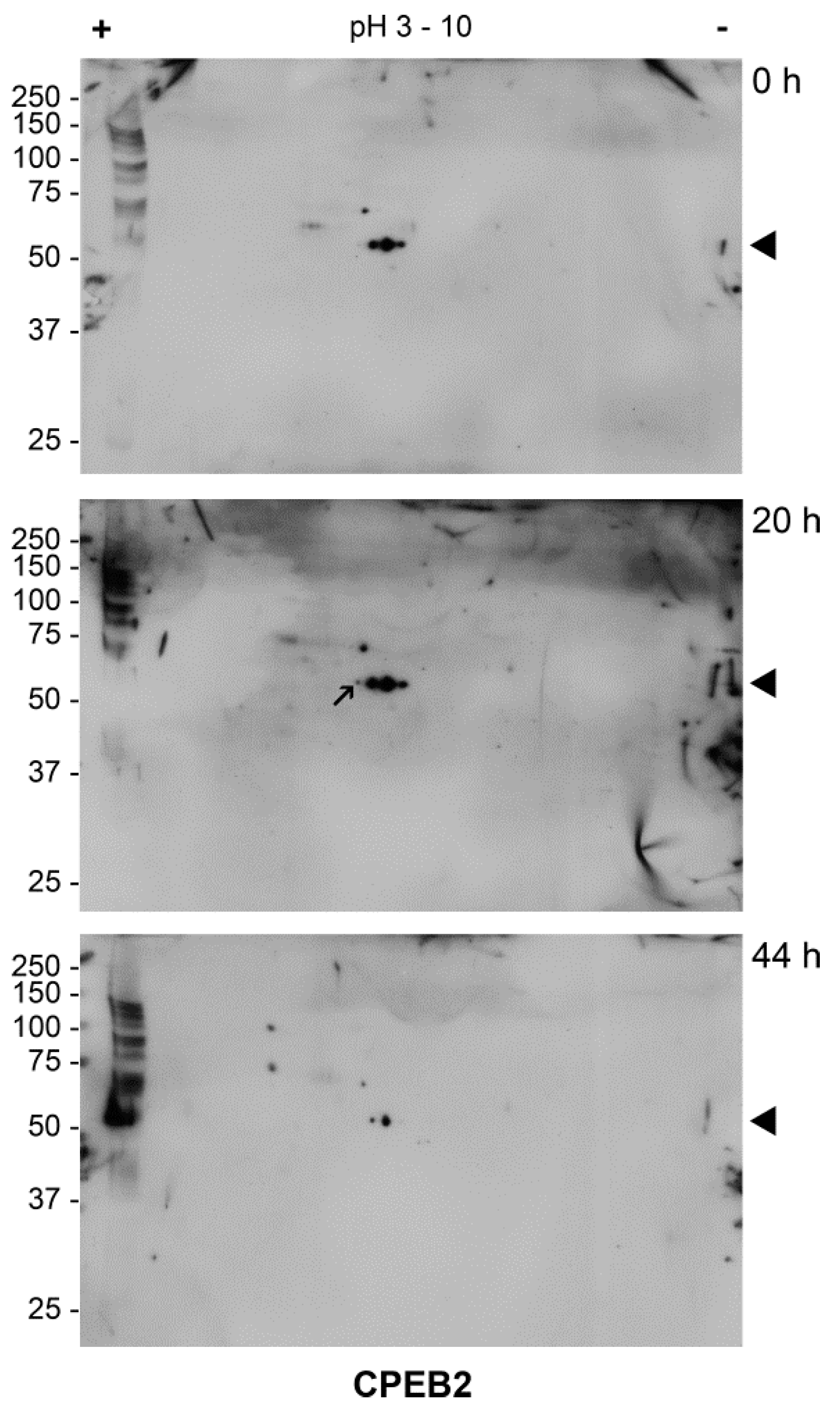 Ijms 19 03138 g004 Ijms 19 03138 g004