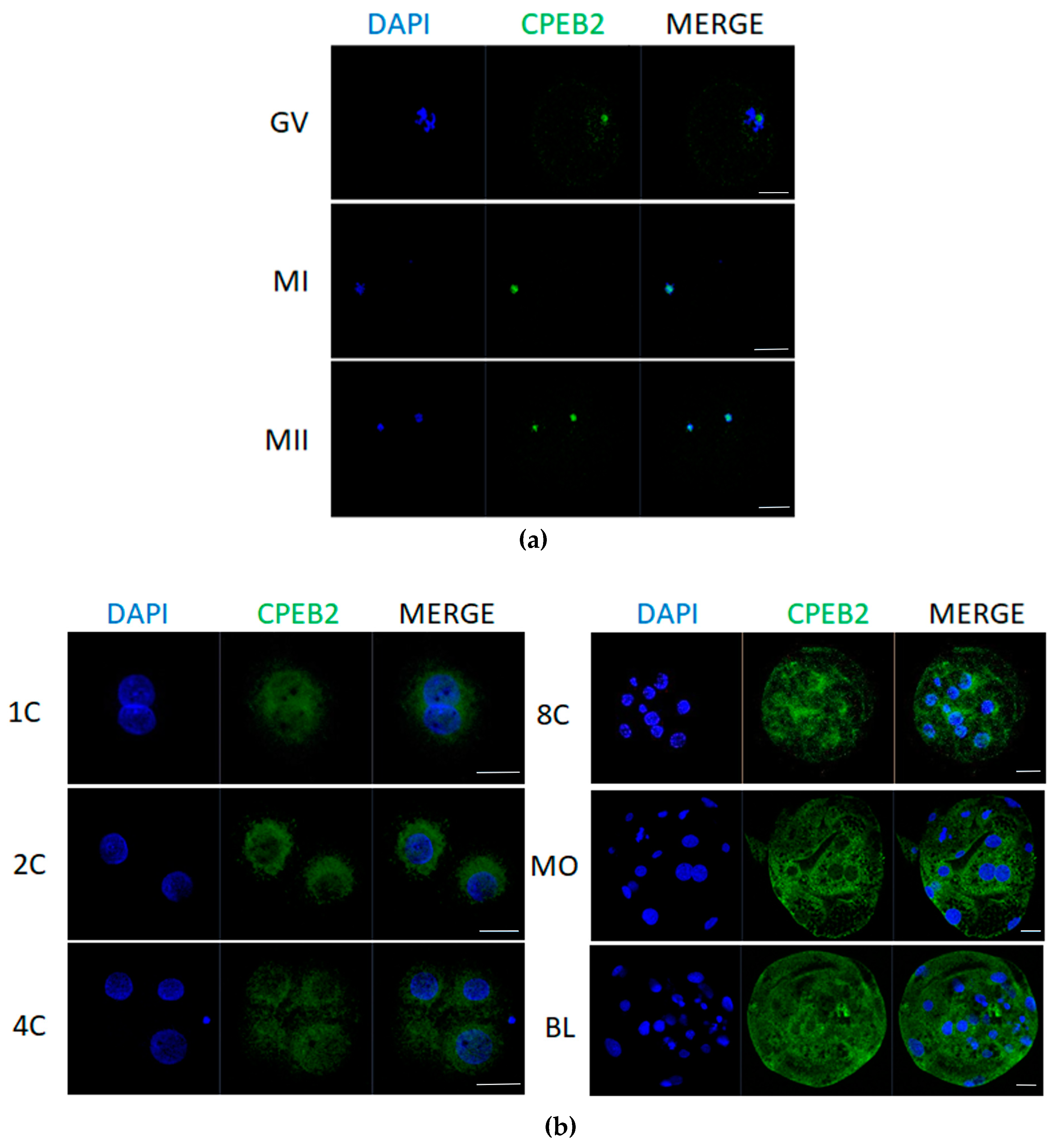 Ijms 19 03138 g005 Ijms 19 03138 g005