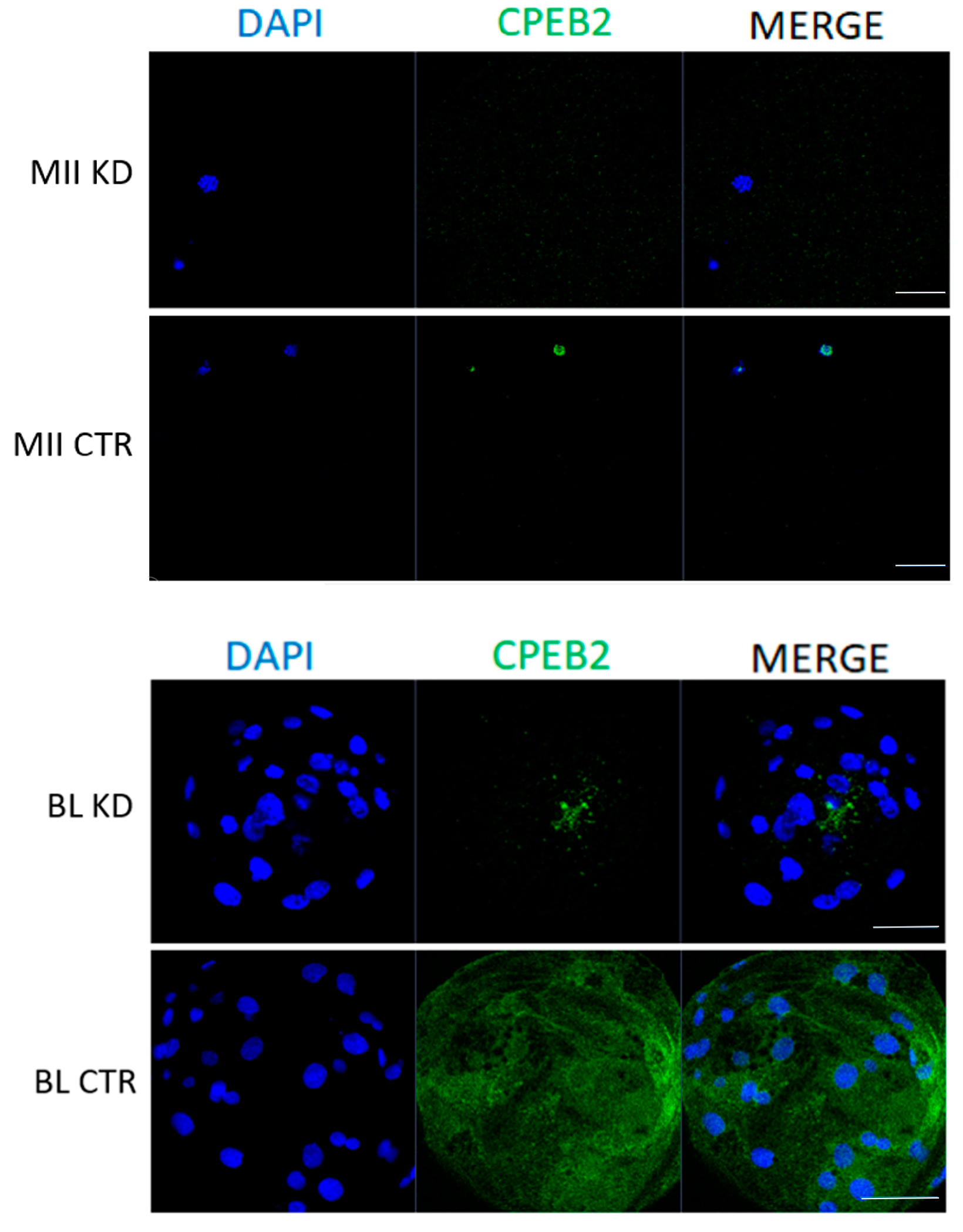 Ijms 19 03138 g007 Ijms 19 03138 g007