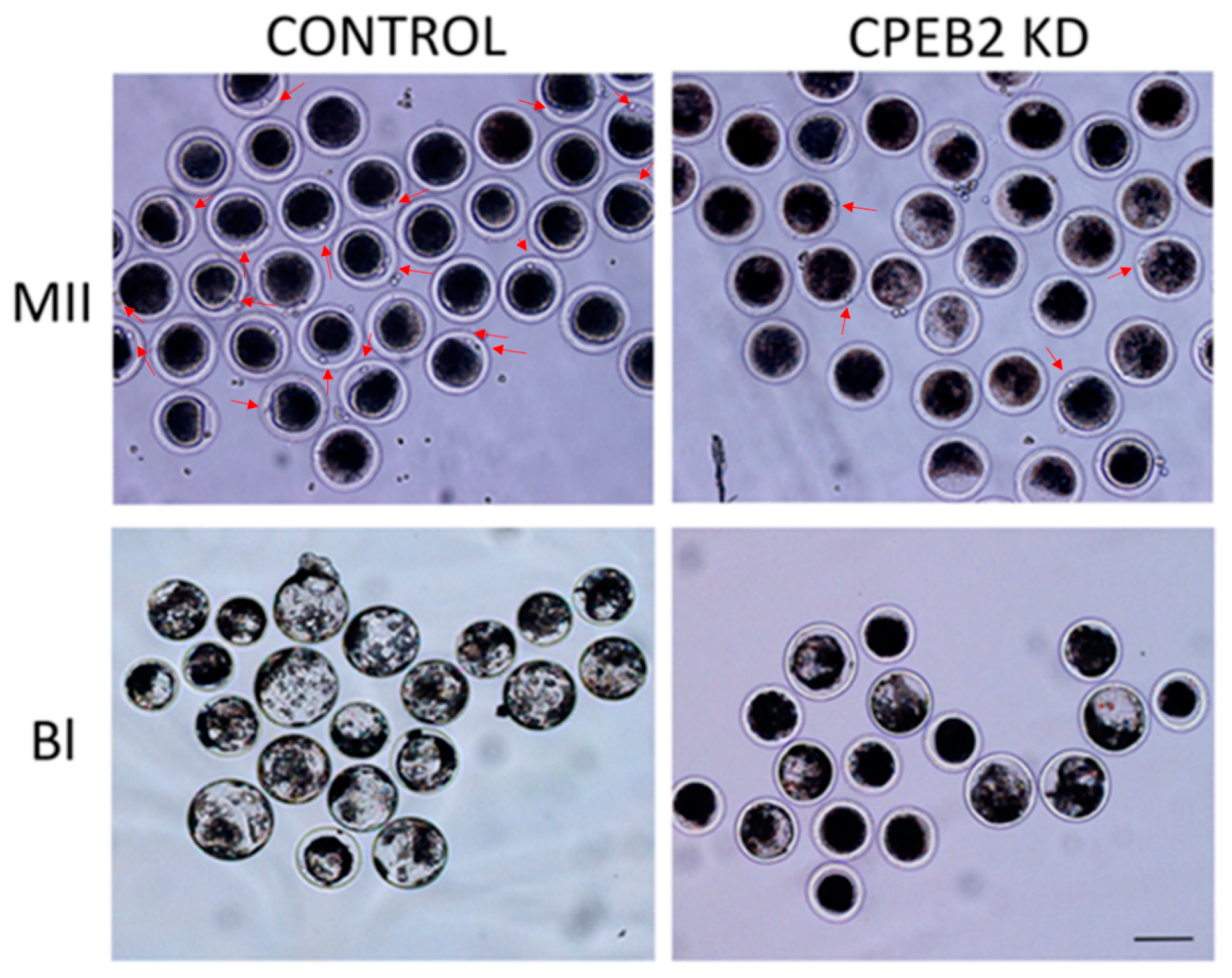 Ijms 19 03138 g009 Ijms 19 03138 g009
