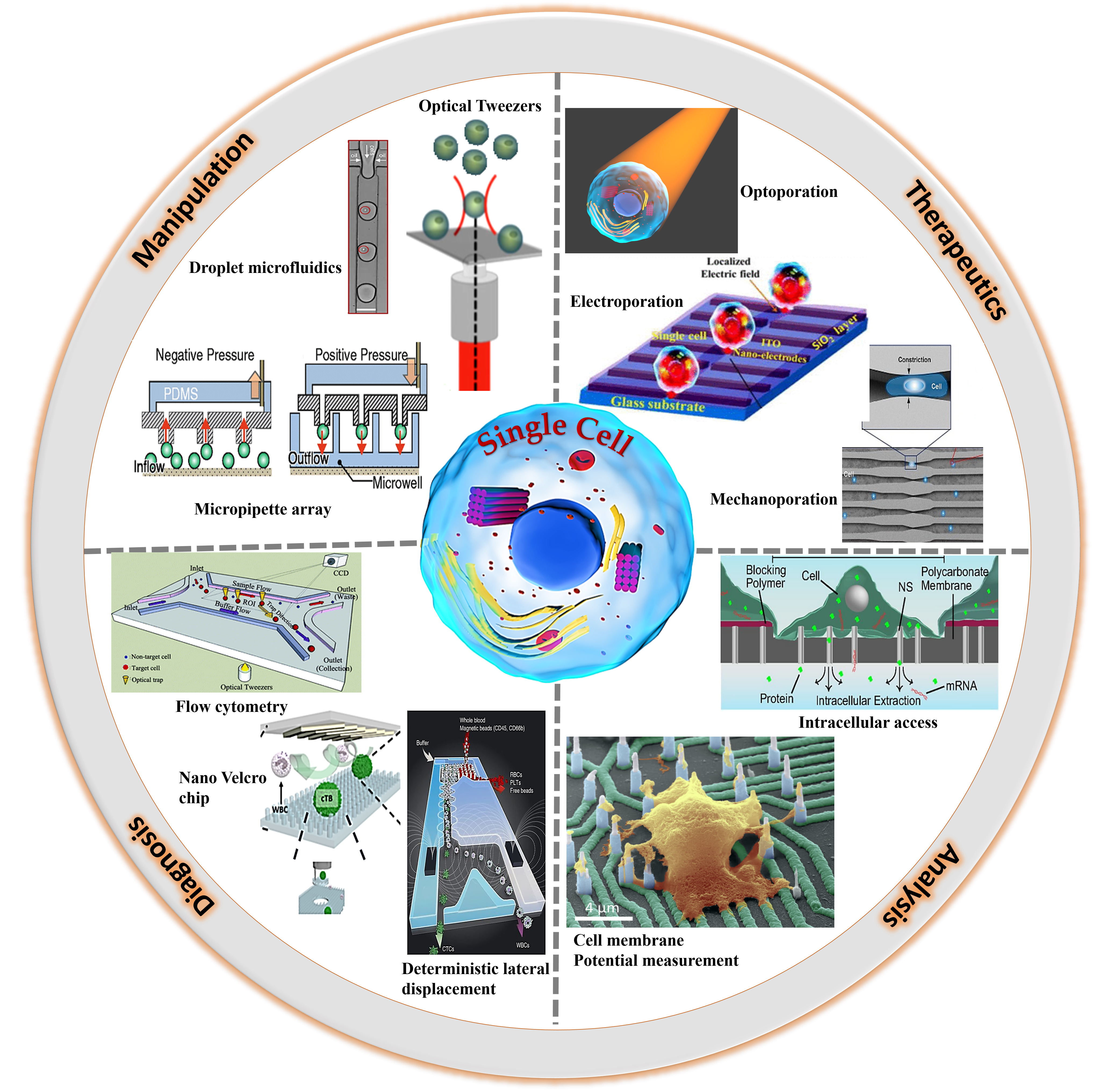 Ijms Free Full Text Current Trends Of Microfluidic Single Cell