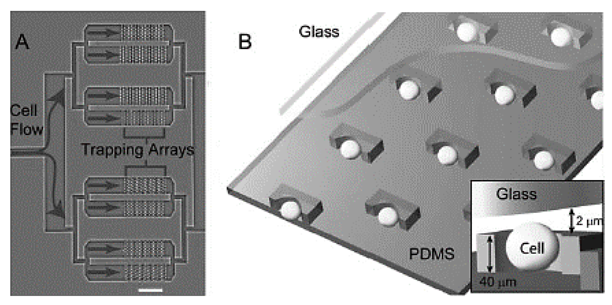 Ijms 19 03143 g008 Ijms 19 03143 g008
