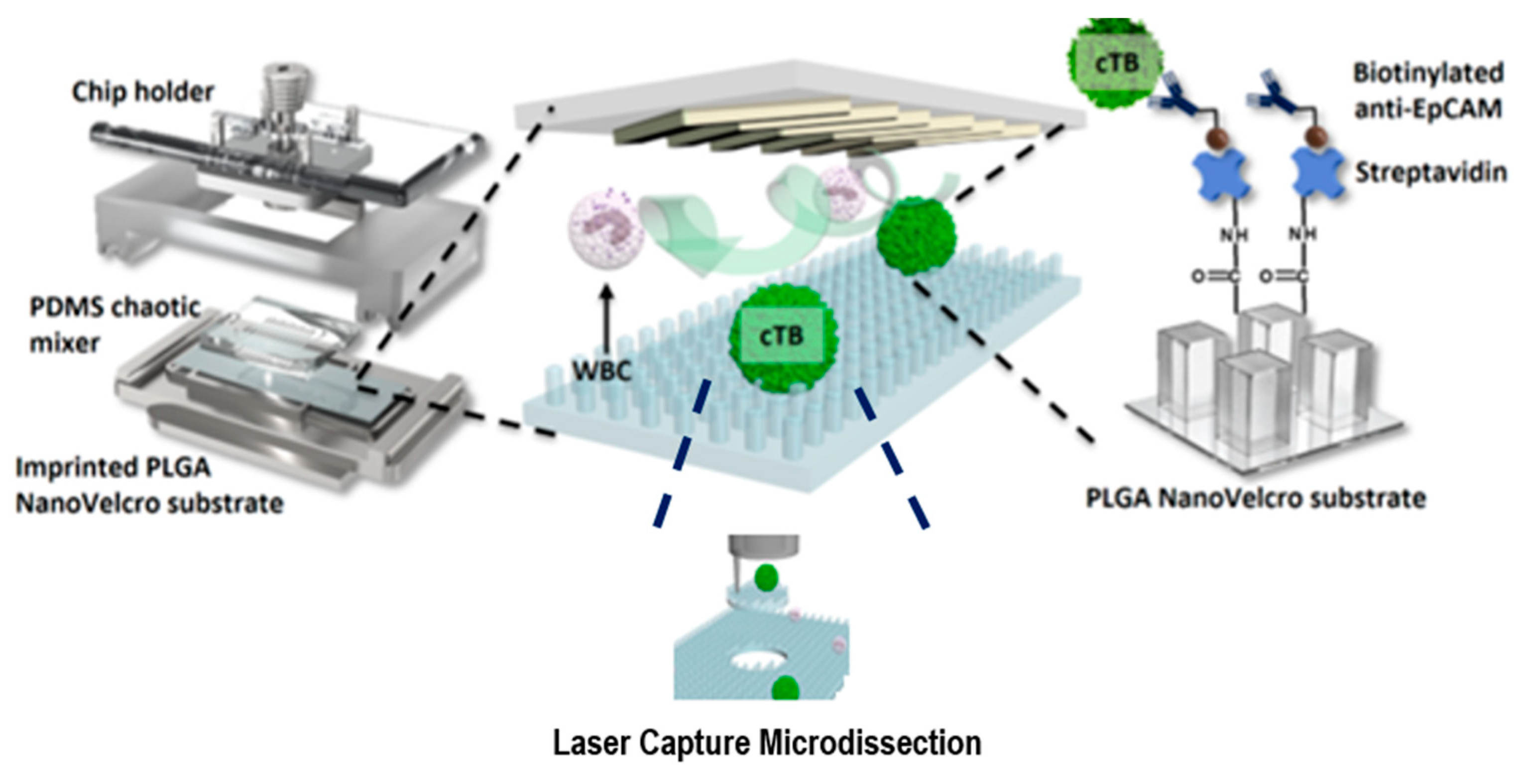 Ijms 19 03143 g018 Ijms 19 03143 g018