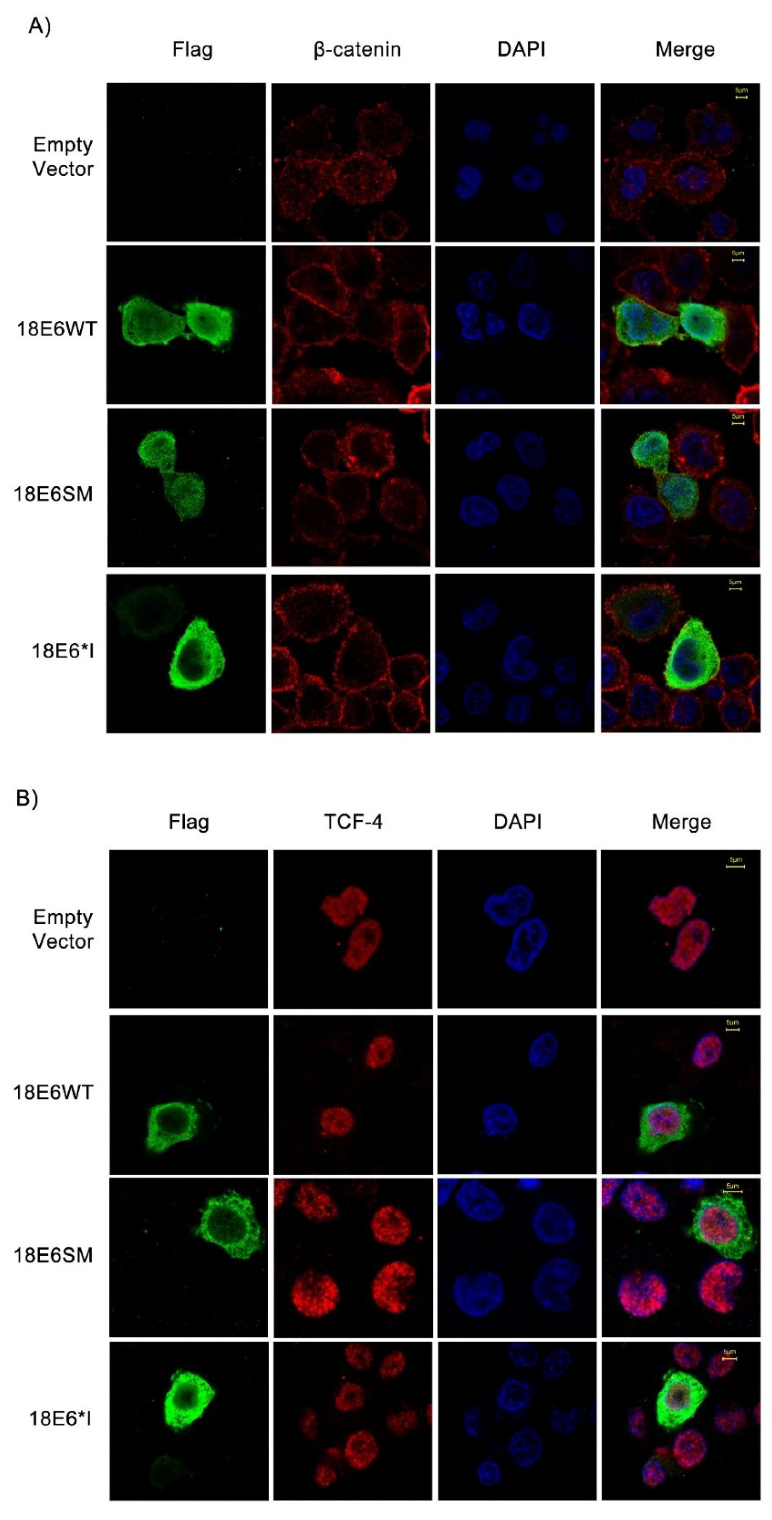e6 e7 viral messenger rna e6 e7 viral messenger rna