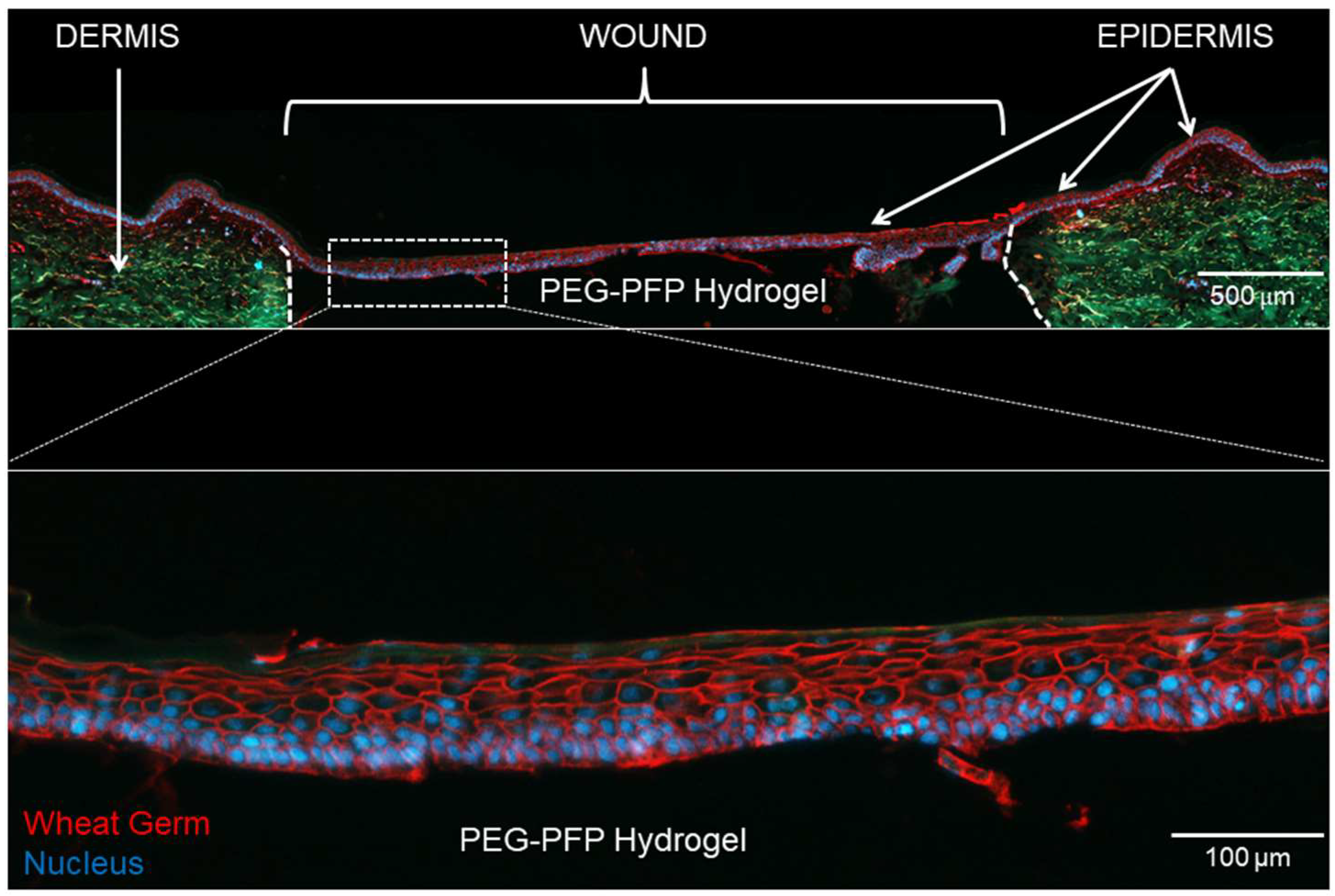 Ijms 19 03156 g002 Ijms 19 03156 g002