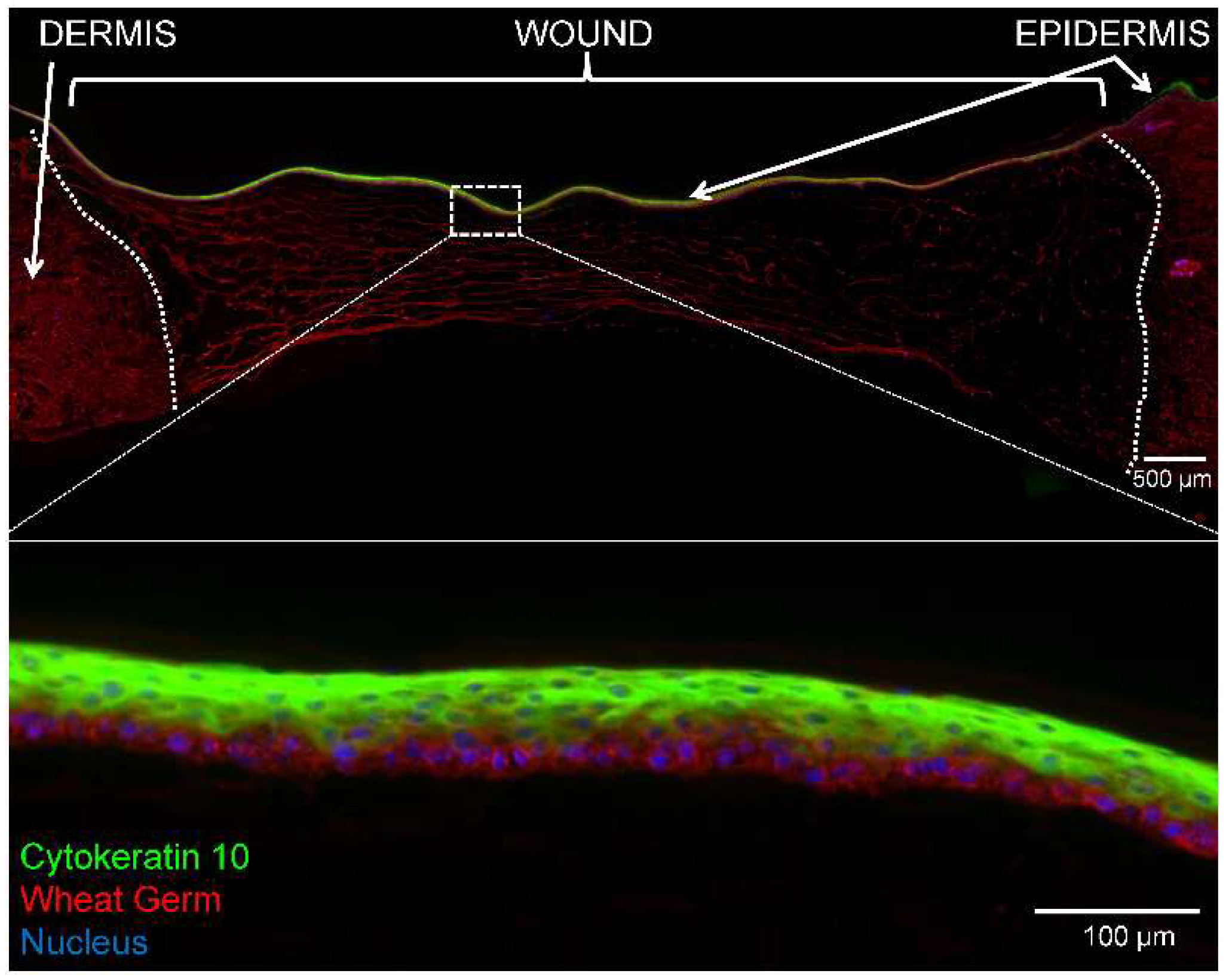 Ijms 19 03156 g005 Ijms 19 03156 g005