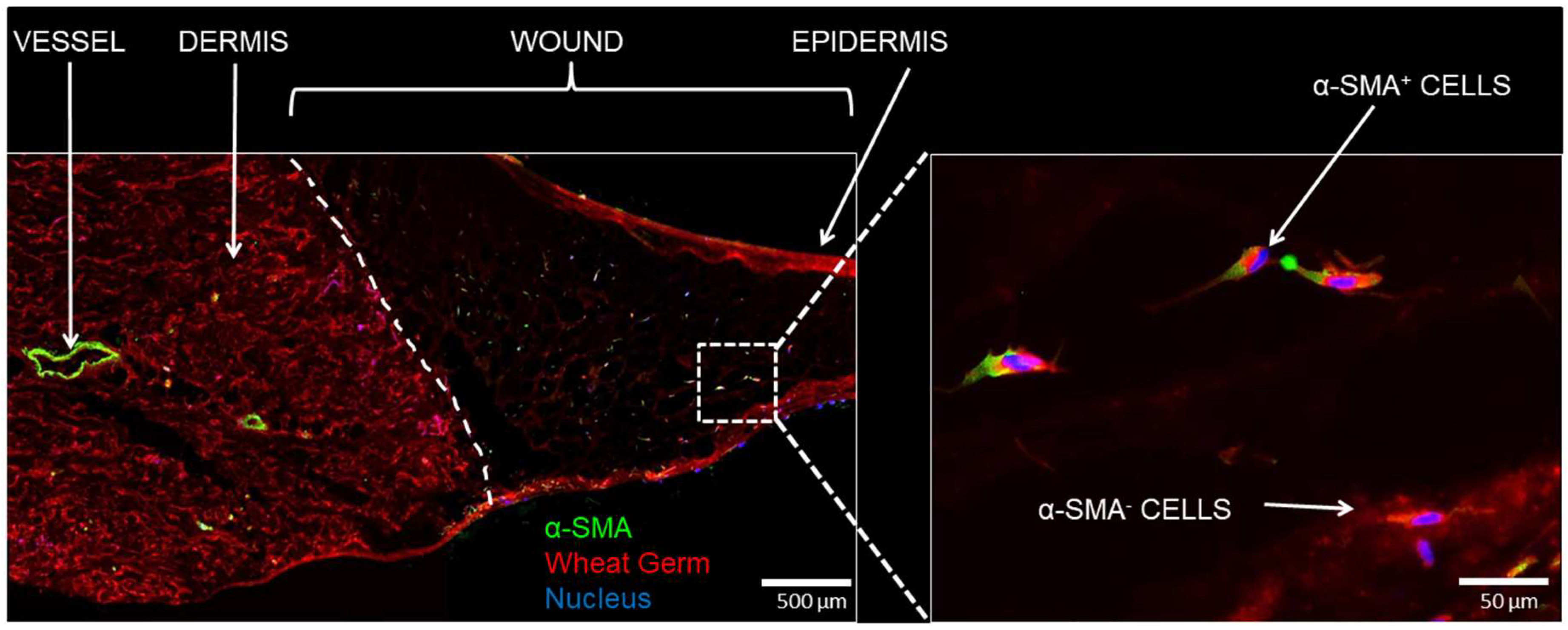 Ijms 19 03156 g007 Ijms 19 03156 g007