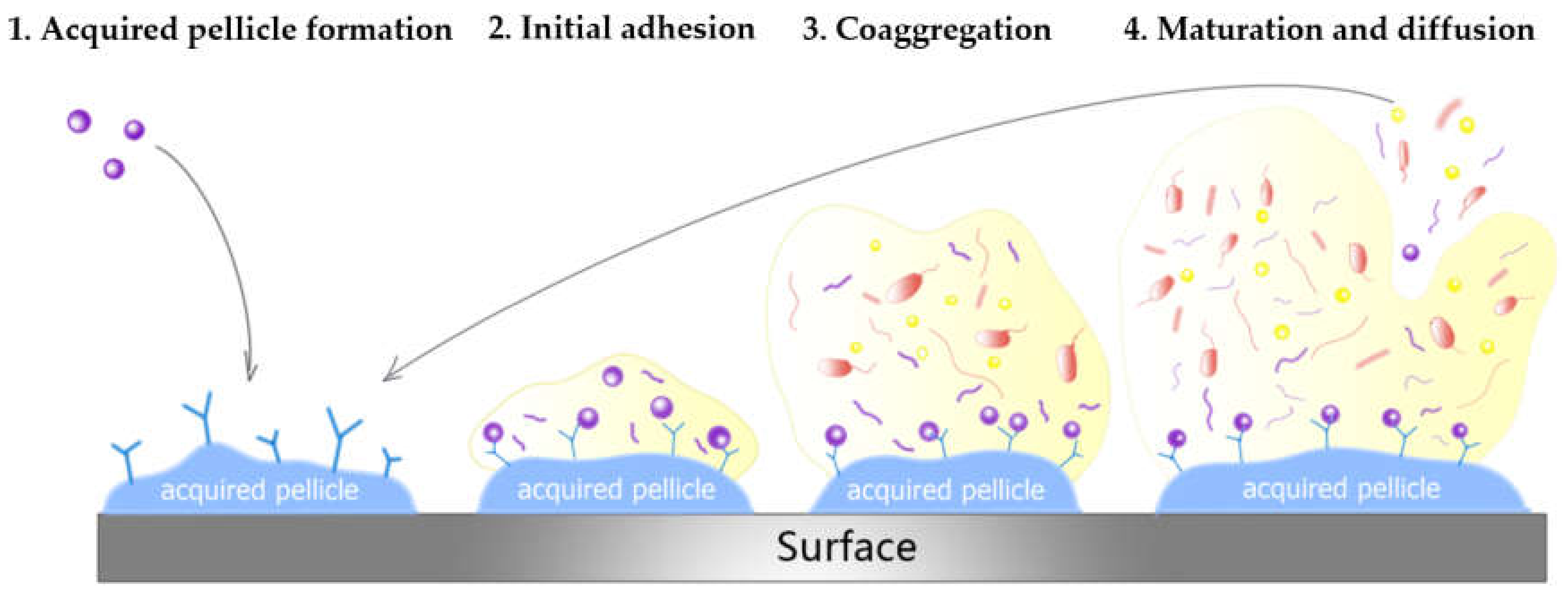 IJMS | Free Full-Text | Influence of Dental Prosthesis and Restorative  Materials Interface on Oral Biofilms