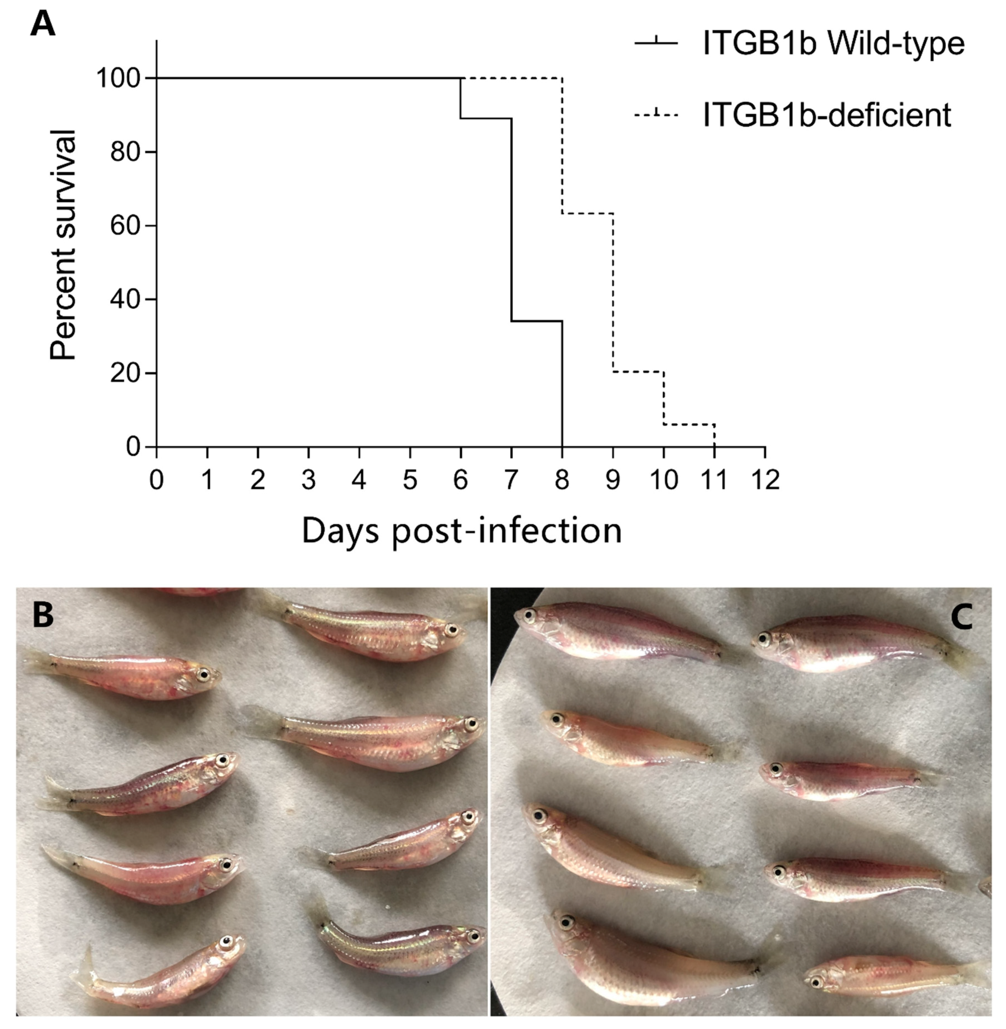 Ijms 19 03175 g003 Ijms 19 03175 g003