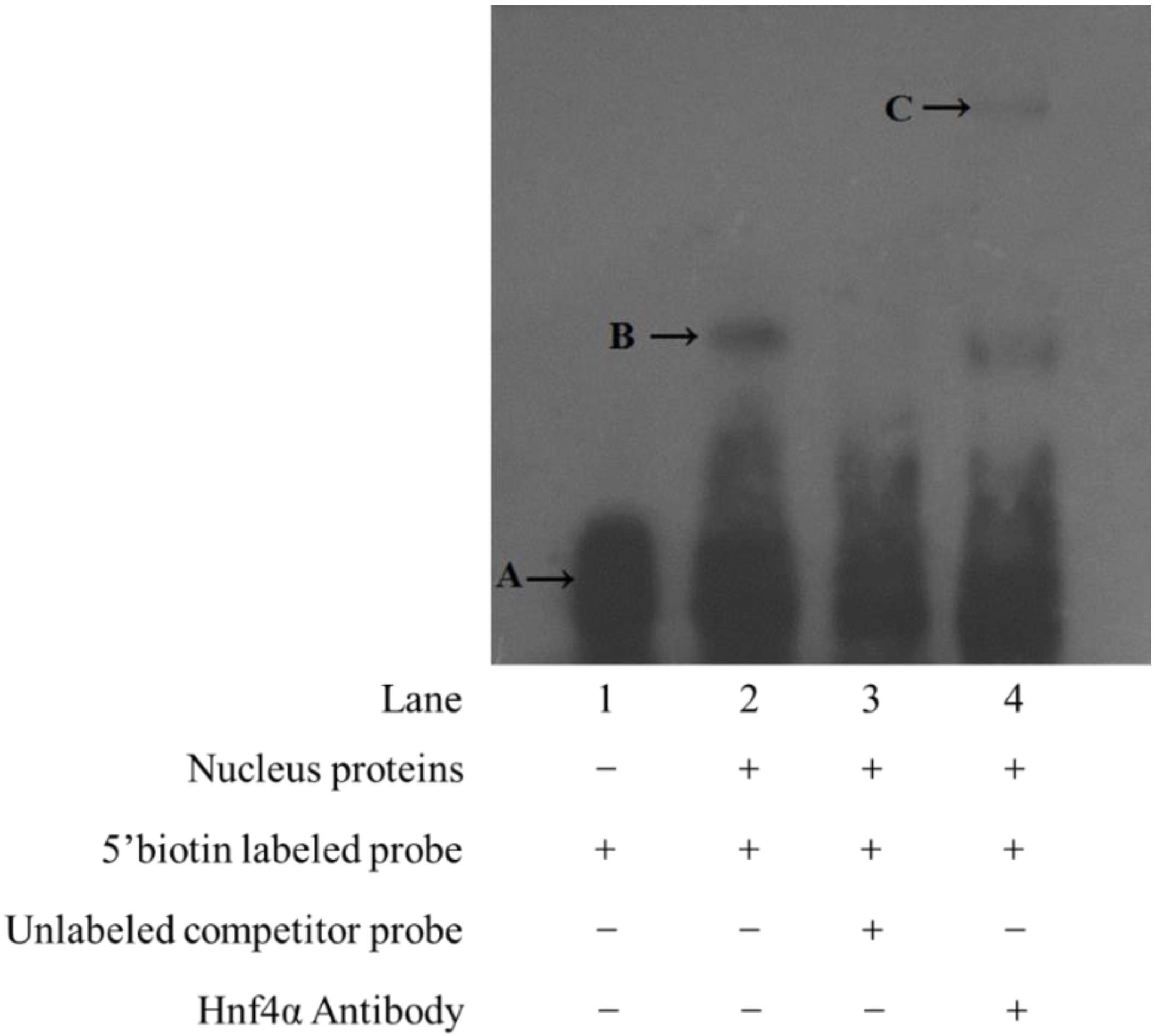 Ijms 19 03193 g004 Ijms 19 03193 g004