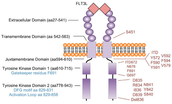 IJMS | Free Full-Text | Targeting Oncogenic Signaling in Mutant FLT3 ...