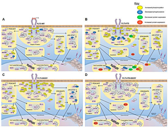 IJMS | Free Full-Text | Targeting Oncogenic Signaling in Mutant FLT3 ...