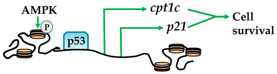 AMPK: An Epigenetic Landscape Modulator