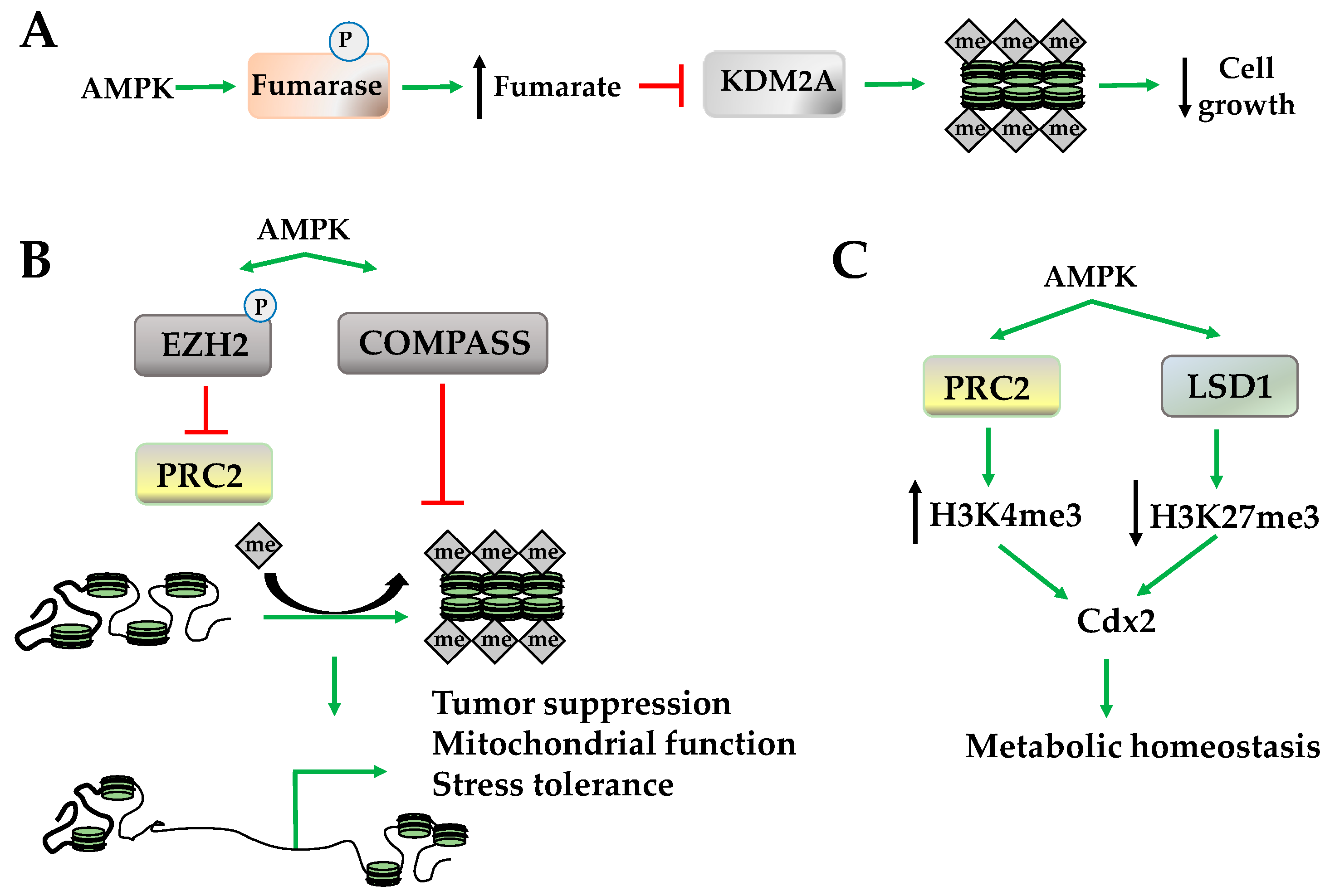 Ijms 19 03238 g004 Ijms 19 03238 g004