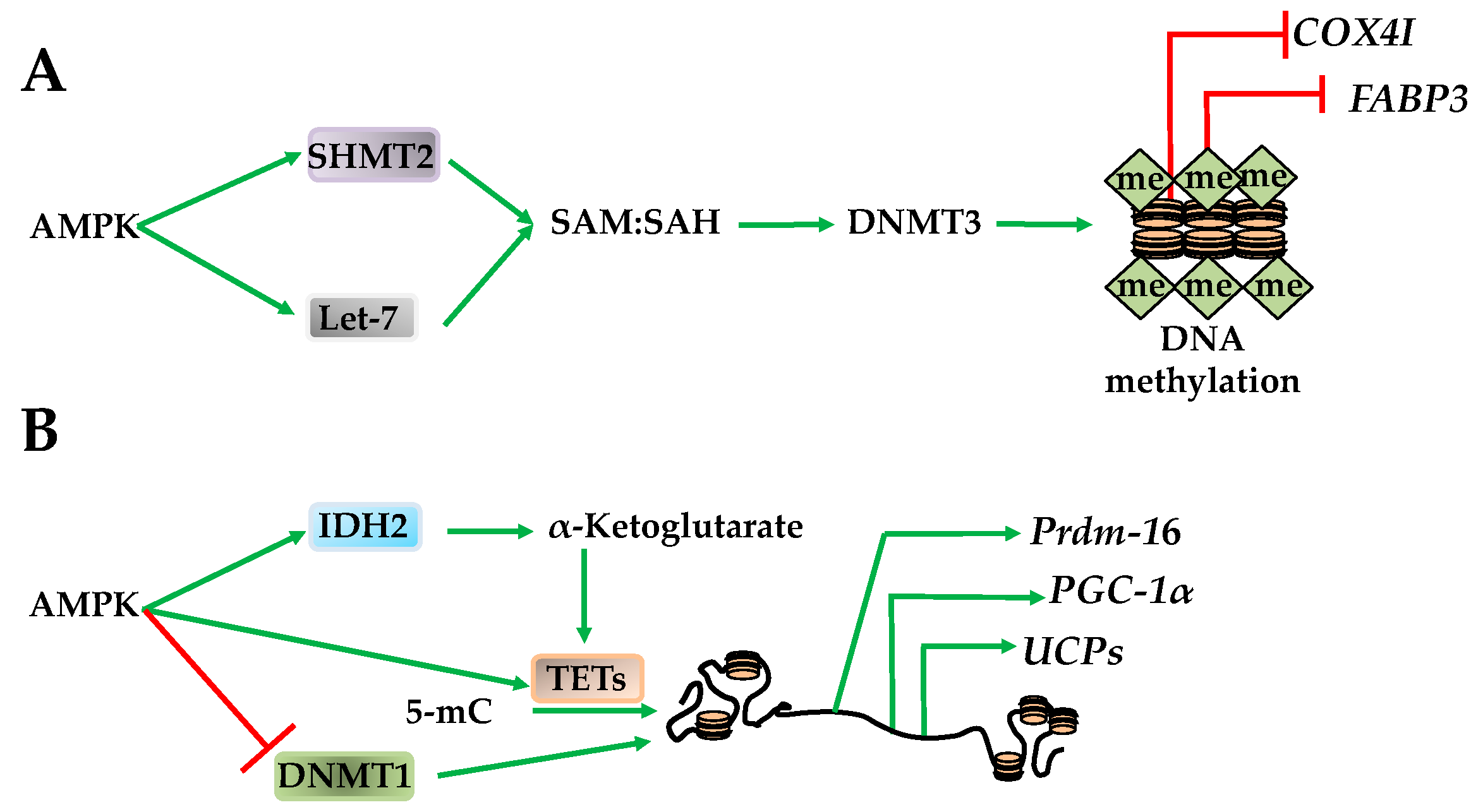 Ijms 19 03238 g006 Ijms 19 03238 g006
