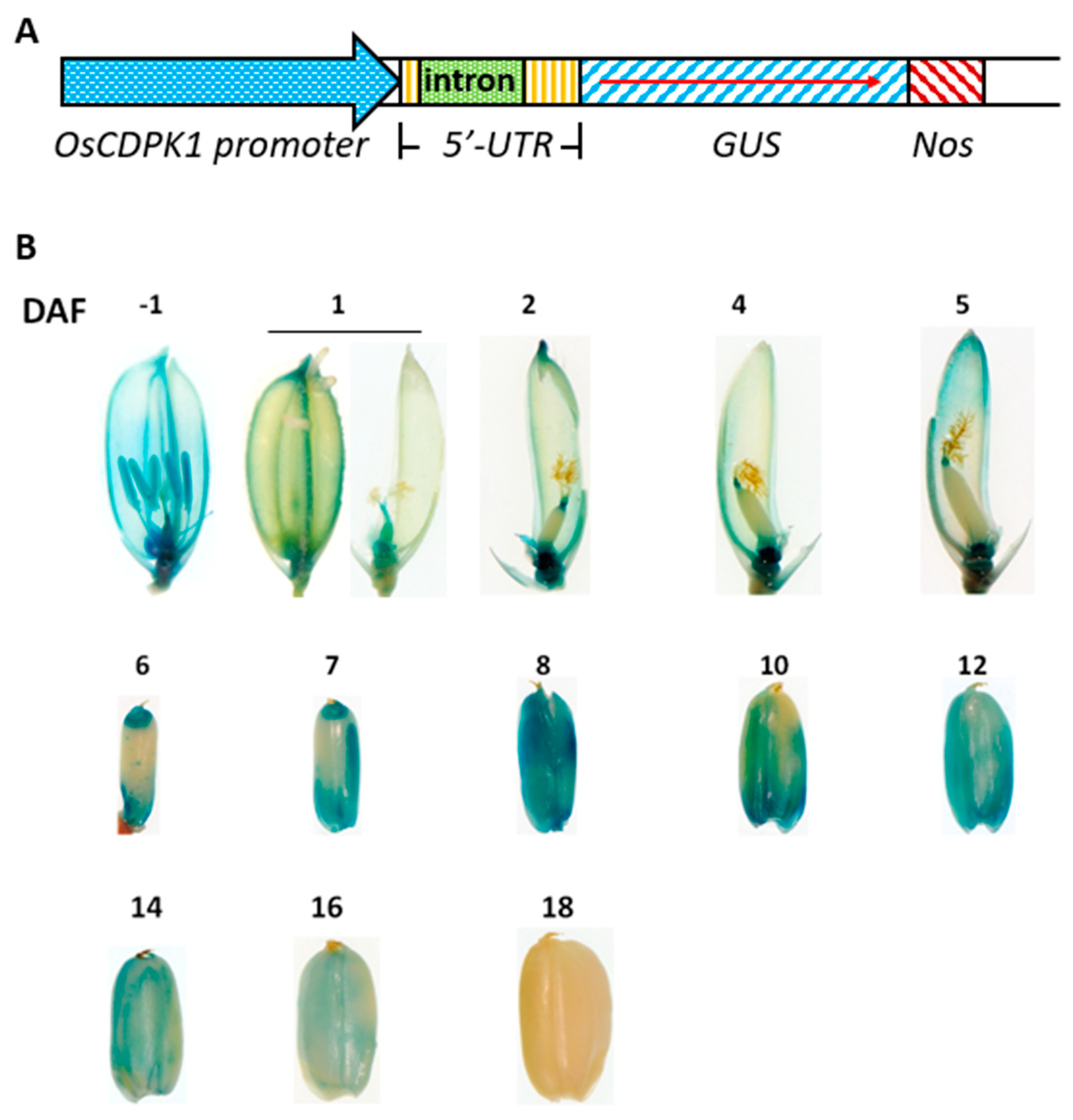 Ijms 19 03247 g005 Ijms 19 03247 g005