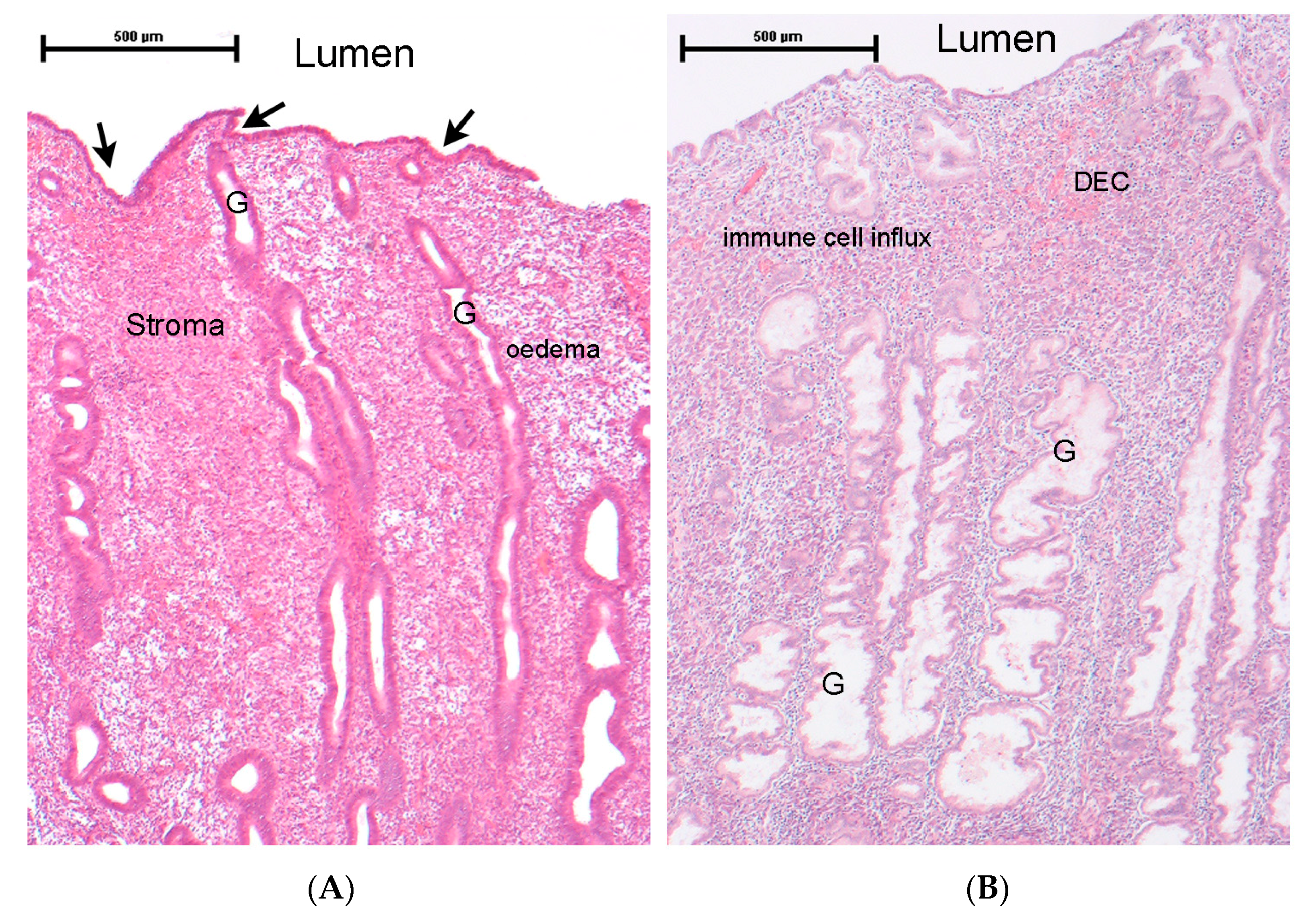 strong Figure 1/strong br/ p Histology of the human endometrium during the ...