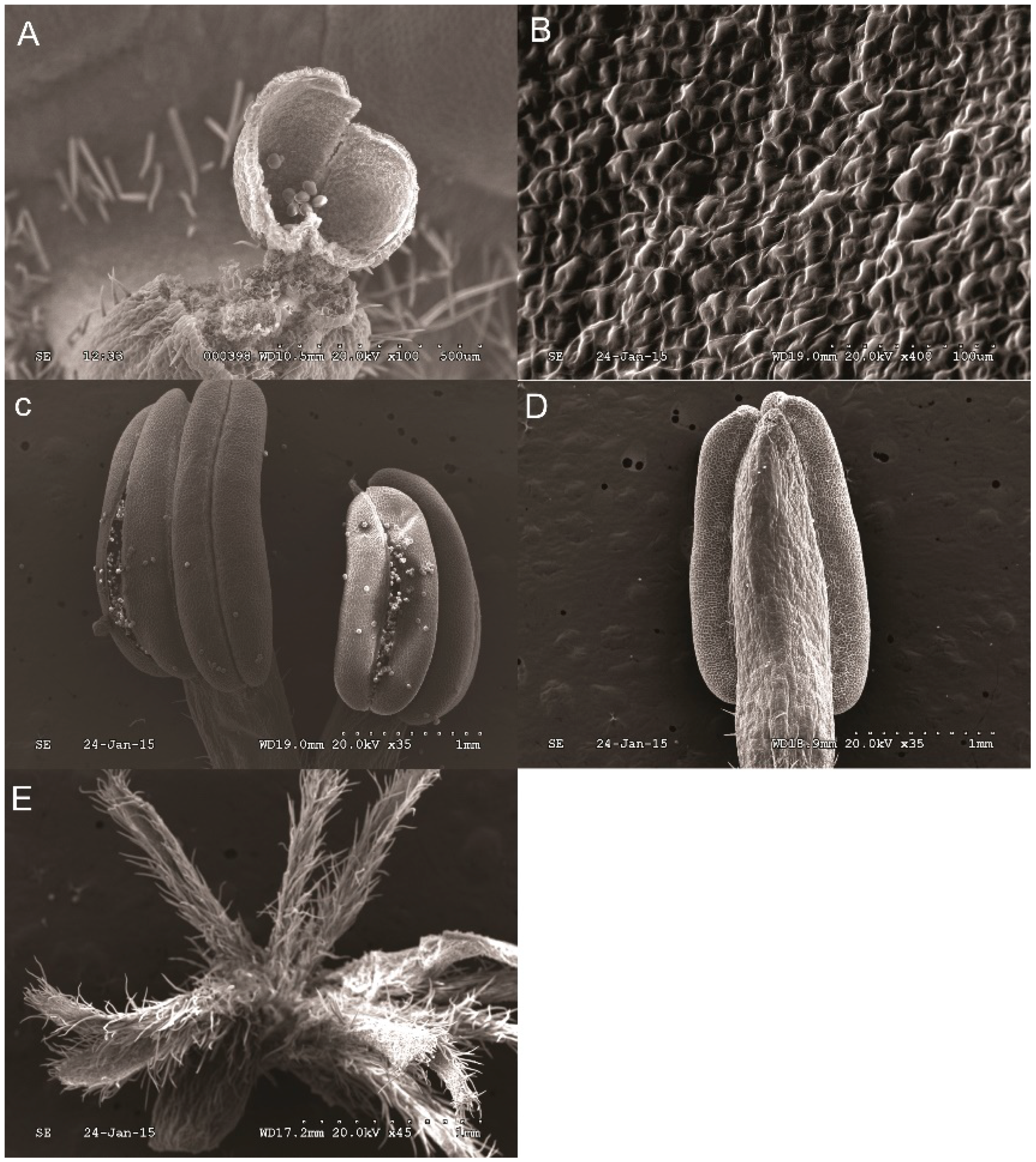 Ijms 19 03278 g002 Ijms 19 03278 g002