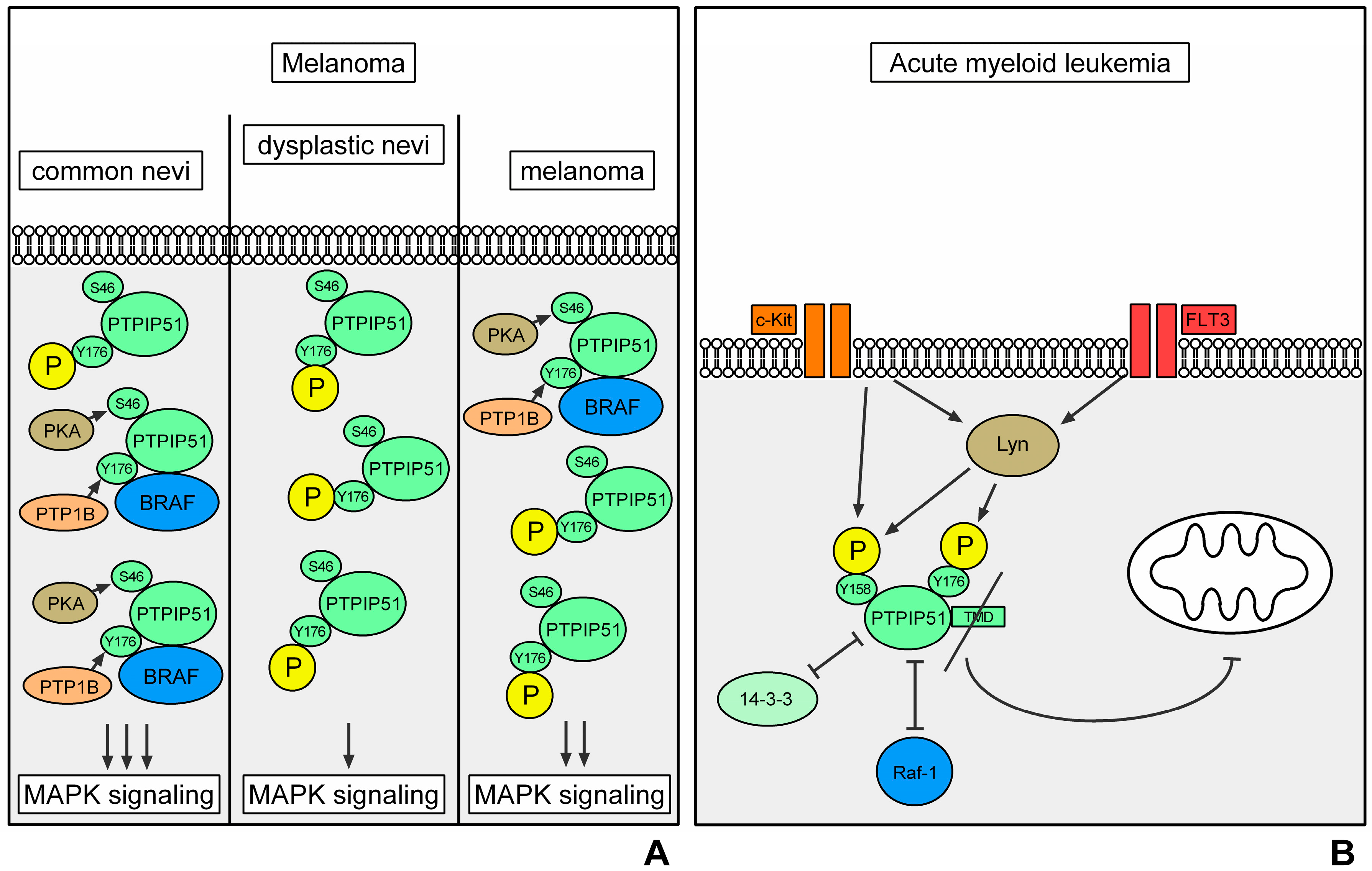 protein scaffold interaction protein scaffold interaction