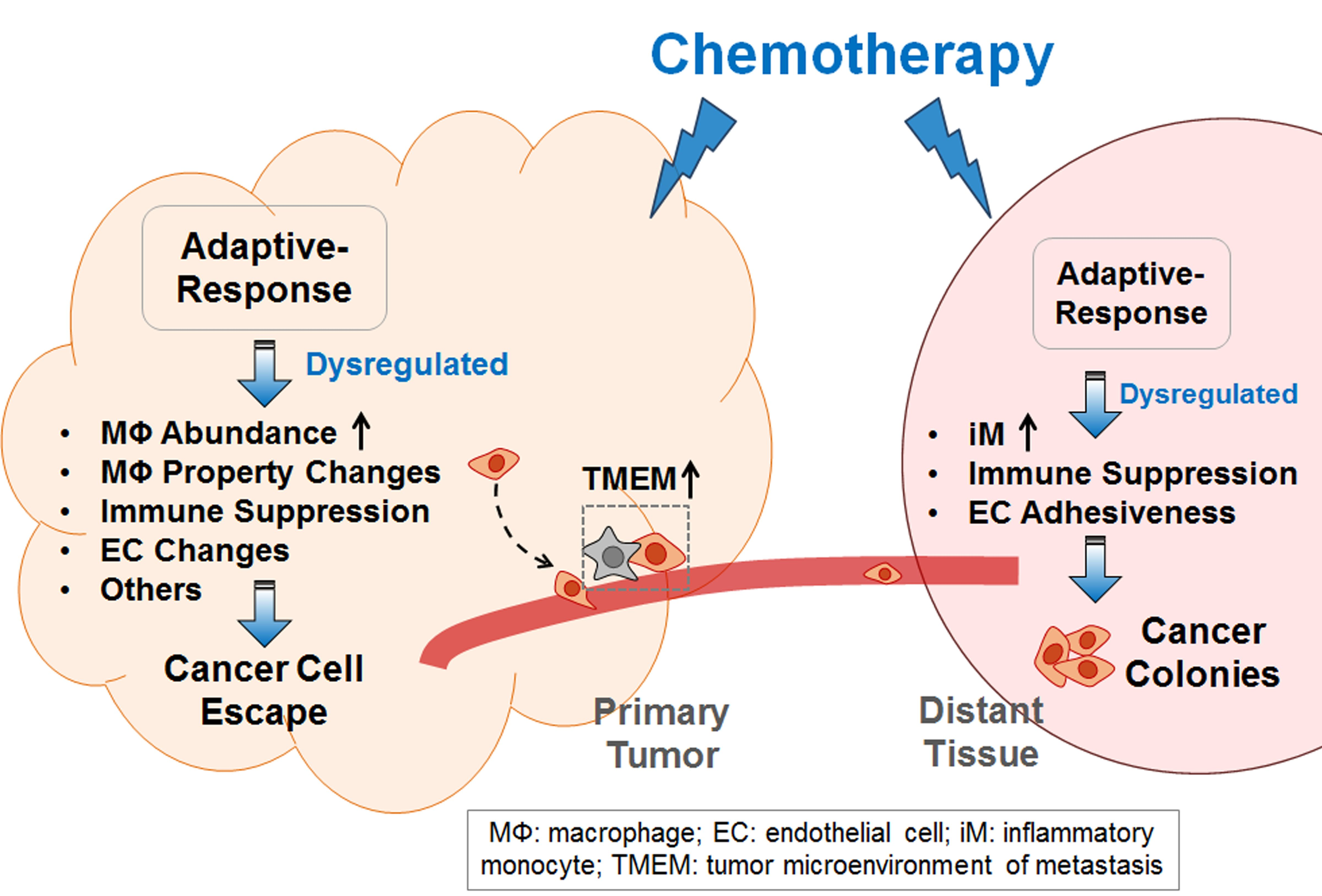 IJMS | Free Full-Text | Chemotherapy-Exacerbated Breast Cancer ...