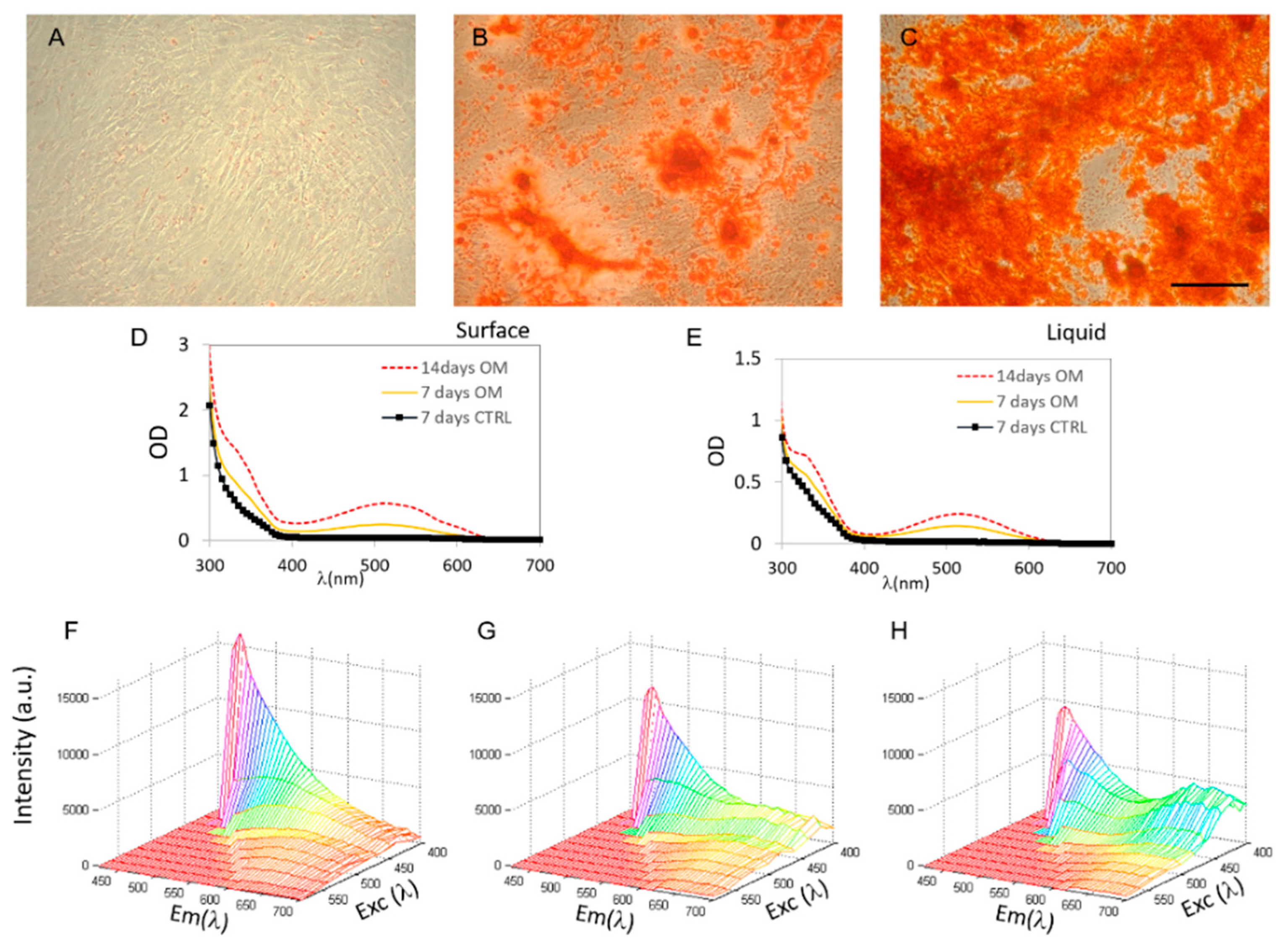 IJMS Free FullText Graphene Oxide Induced Osteogenesis