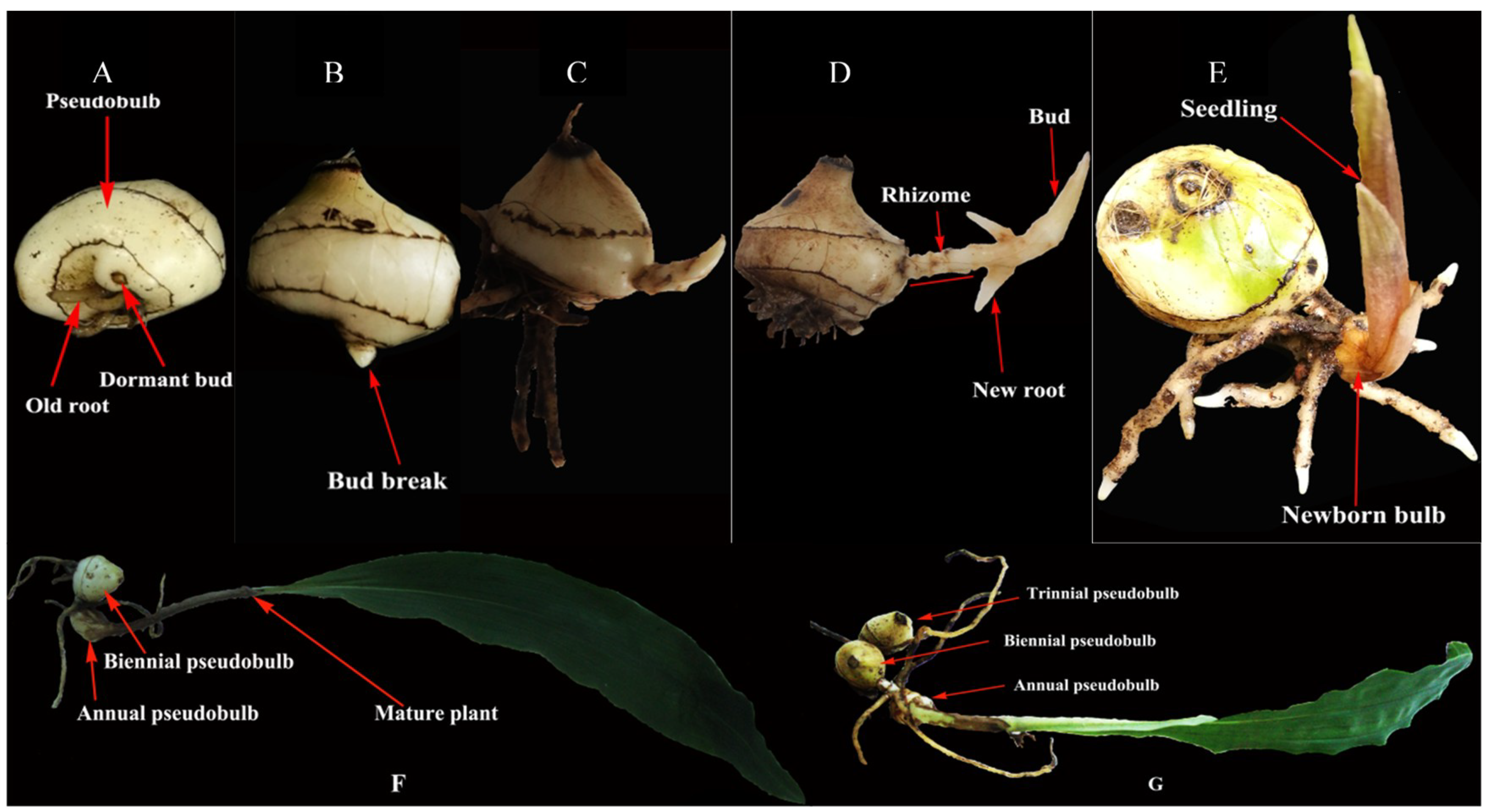 Ijms 19 03354 g001 Ijms 19 03354 g001