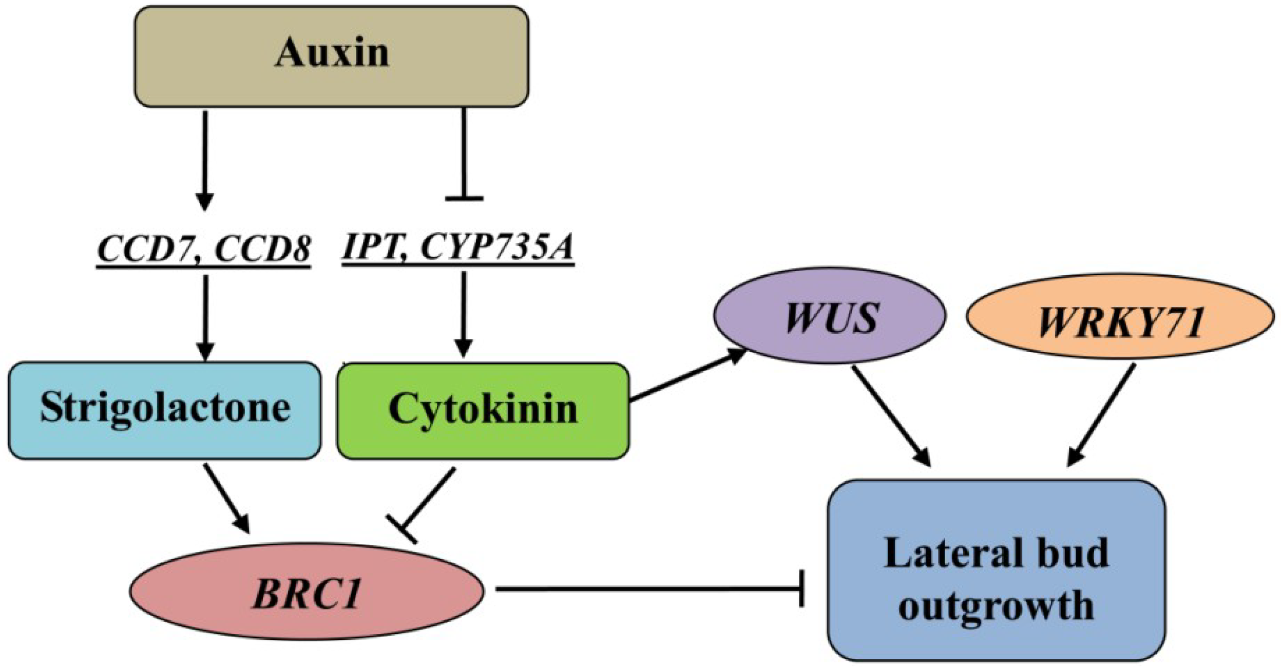 Ijms 19 03354 g009 Ijms 19 03354 g009