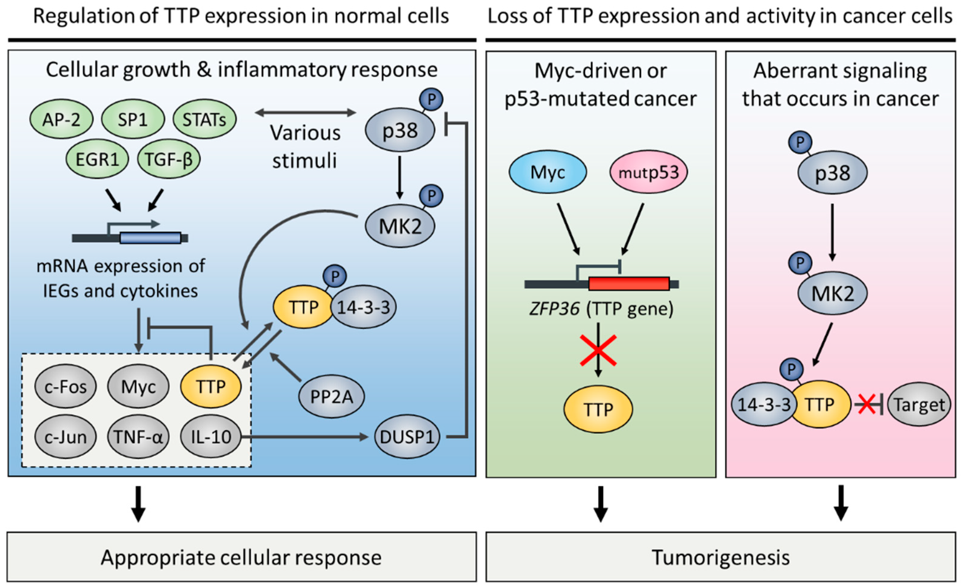 Ijms 19 03384 g004 Ijms 19 03384 g004