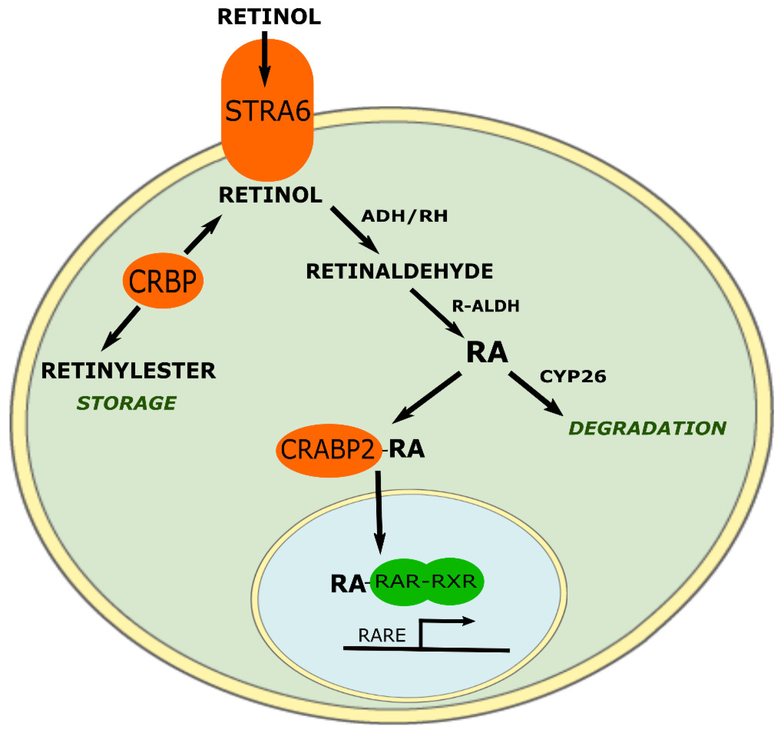 alfa hidroxi retinol prostata