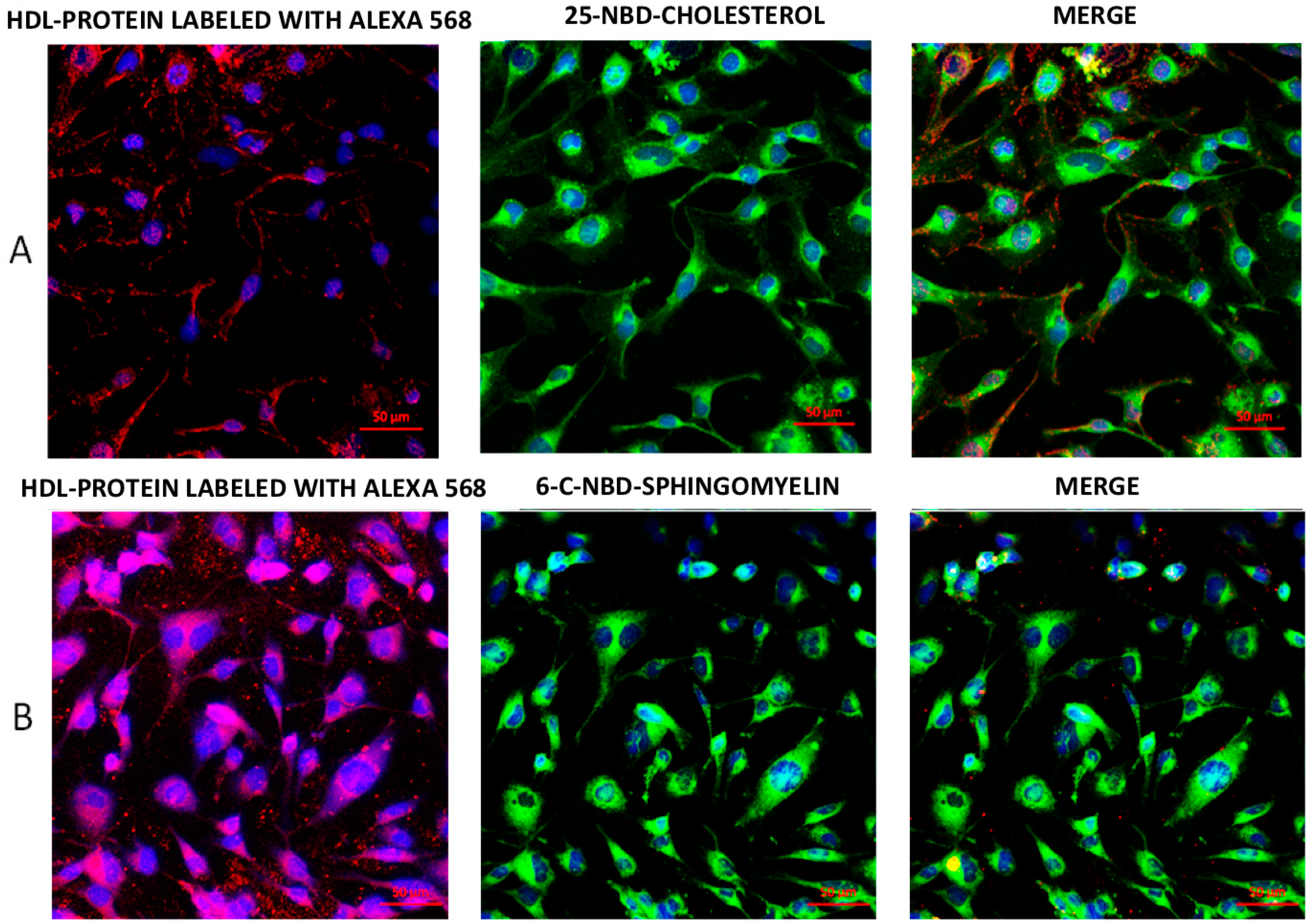 Ijms 19 03394 g001 Ijms 19 03394 g001