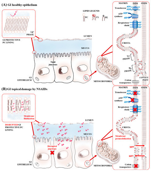 Ijms Free Full Text A Molecular Biophysical Approach To Diclofenac Topical Gastrointestinal Damage Html
