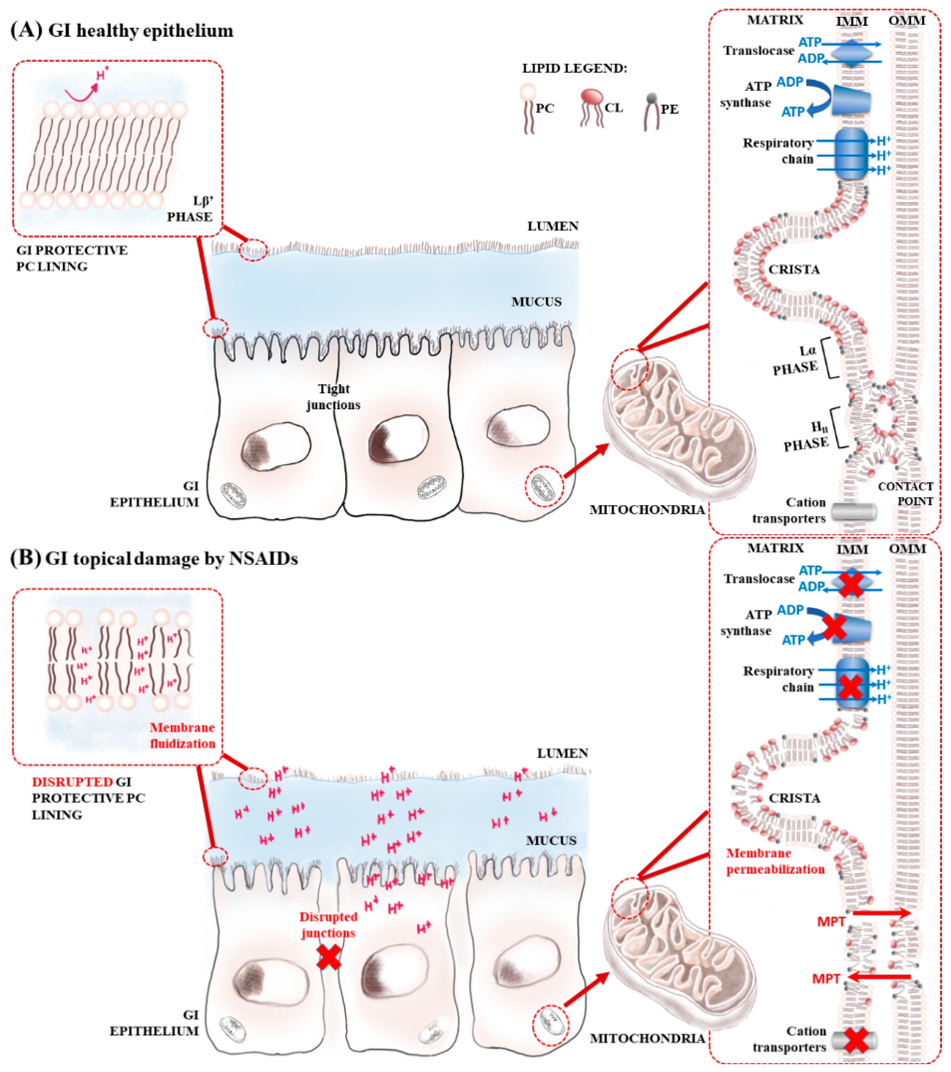 Ijms Free Full Text A Molecular Biophysical Approach To Diclofenac Topical Gastrointestinal Damage Html