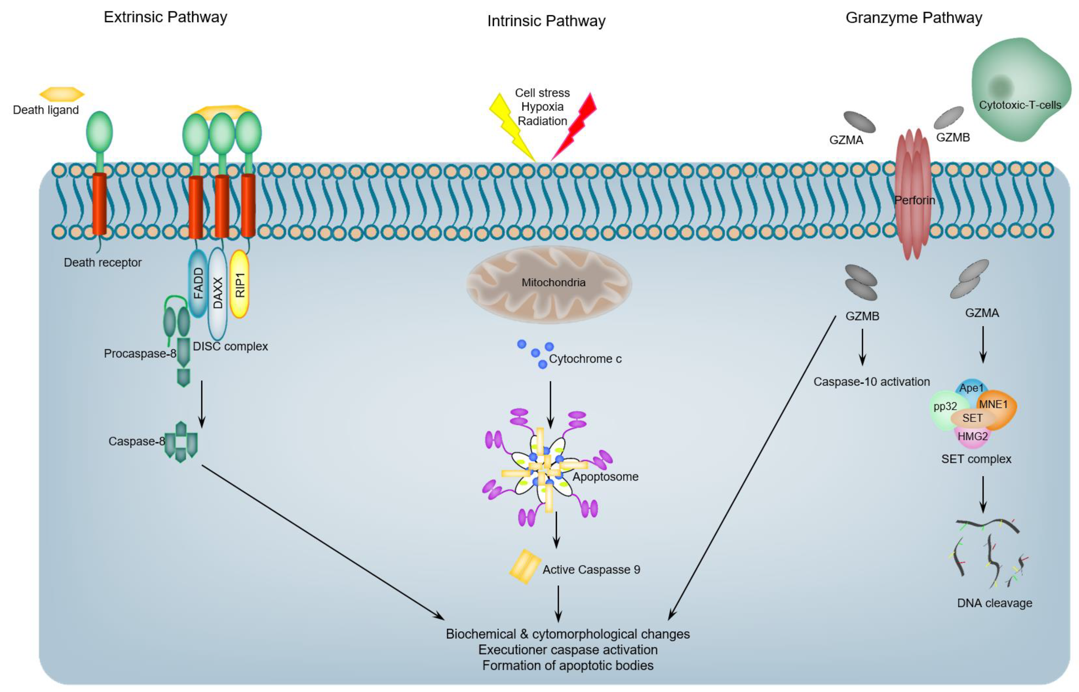 Ijms 19 03414 g001 Ijms 19 03414 g001