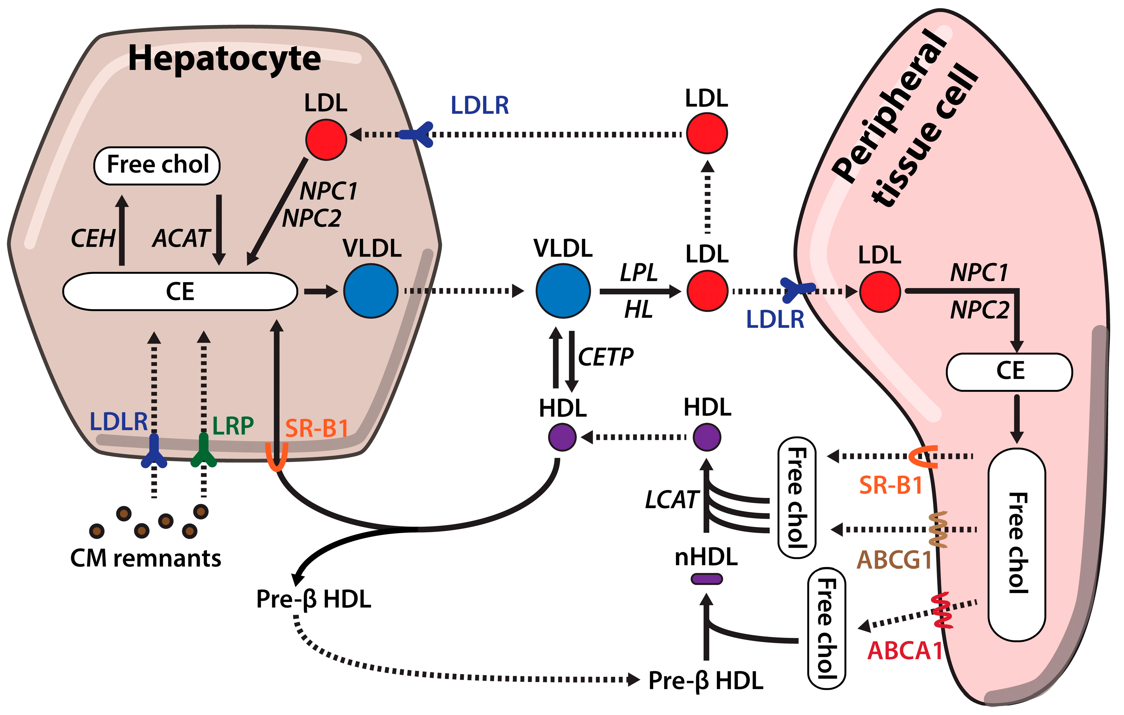 IJMS Free FullText Familial Hypercholesterolemia The Most