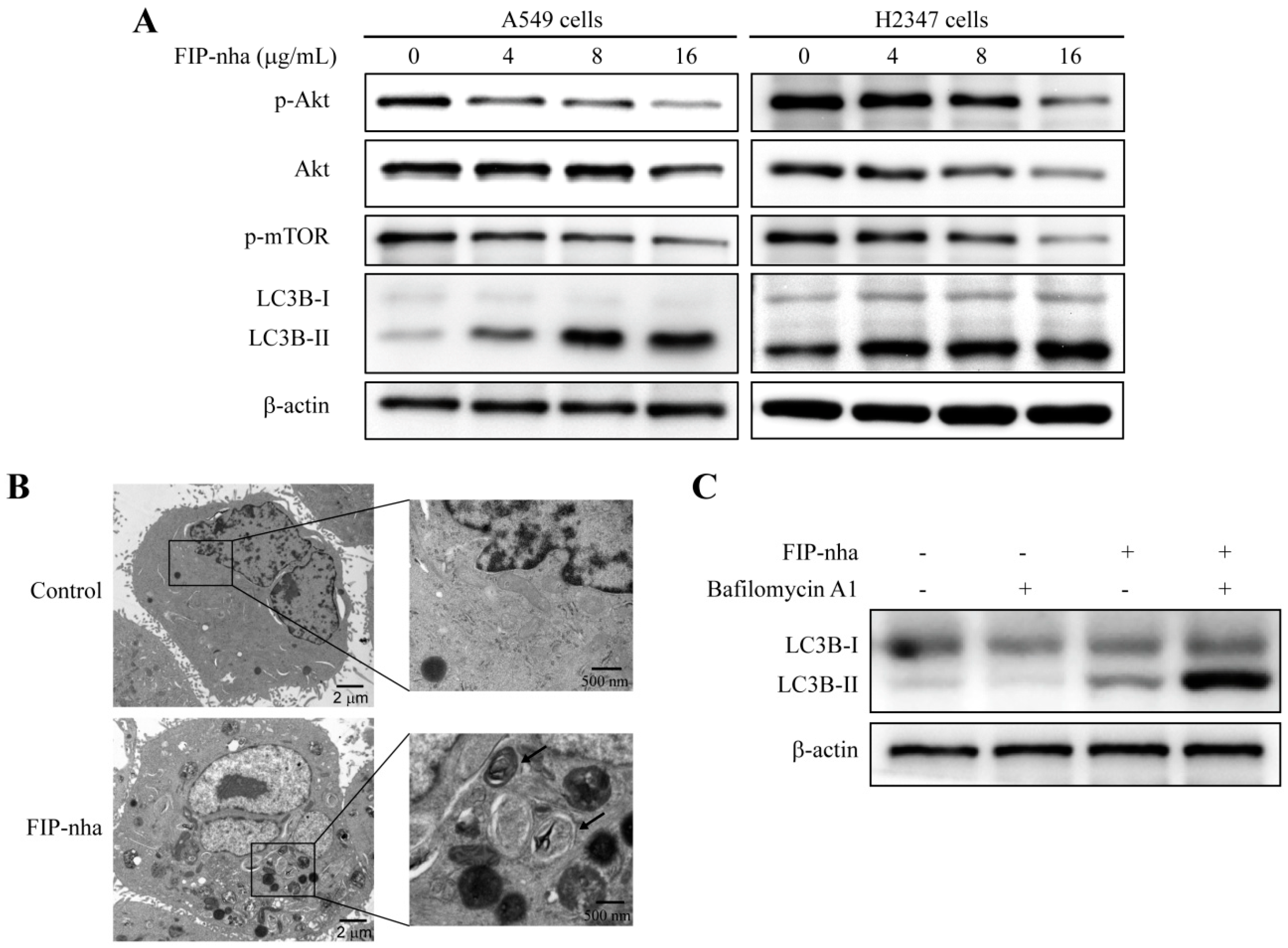 Ijms 19 03429 g003 Ijms 19 03429 g003