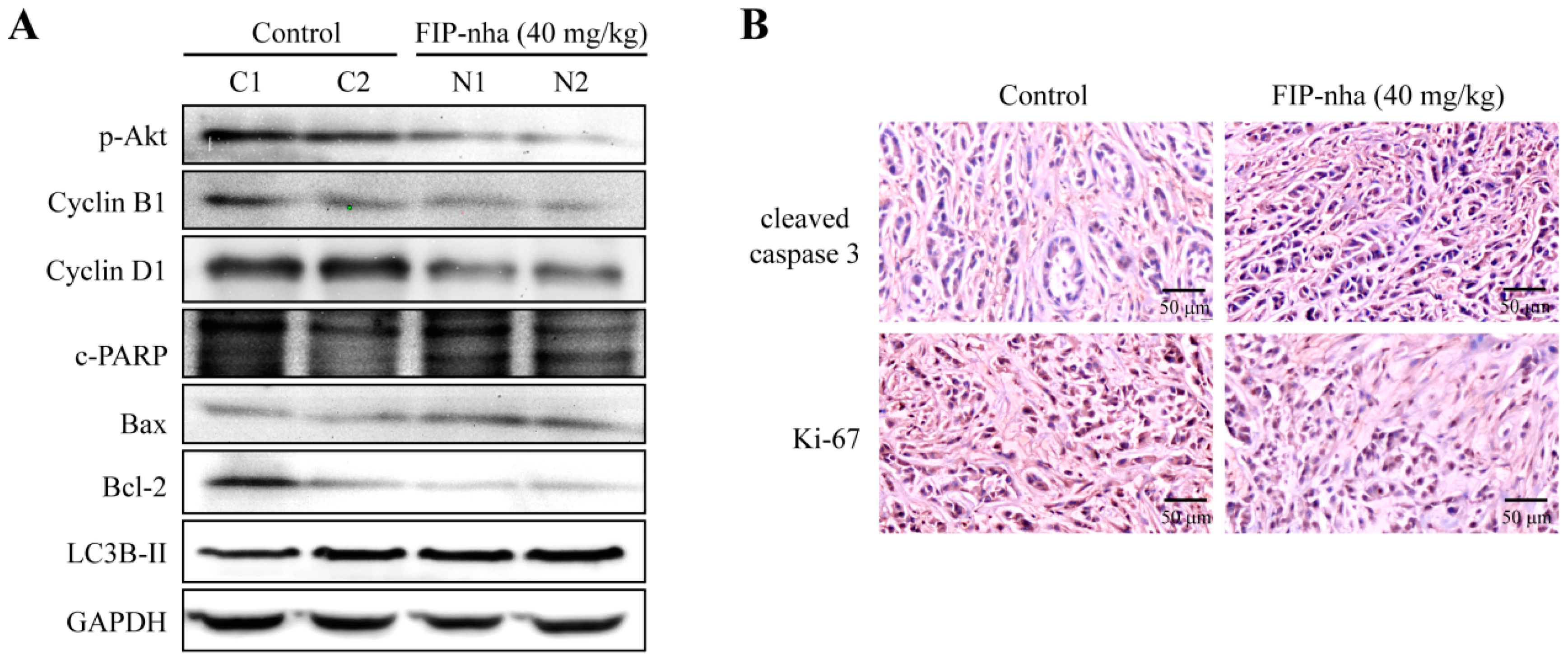 Ijms 19 03429 g006 Ijms 19 03429 g006