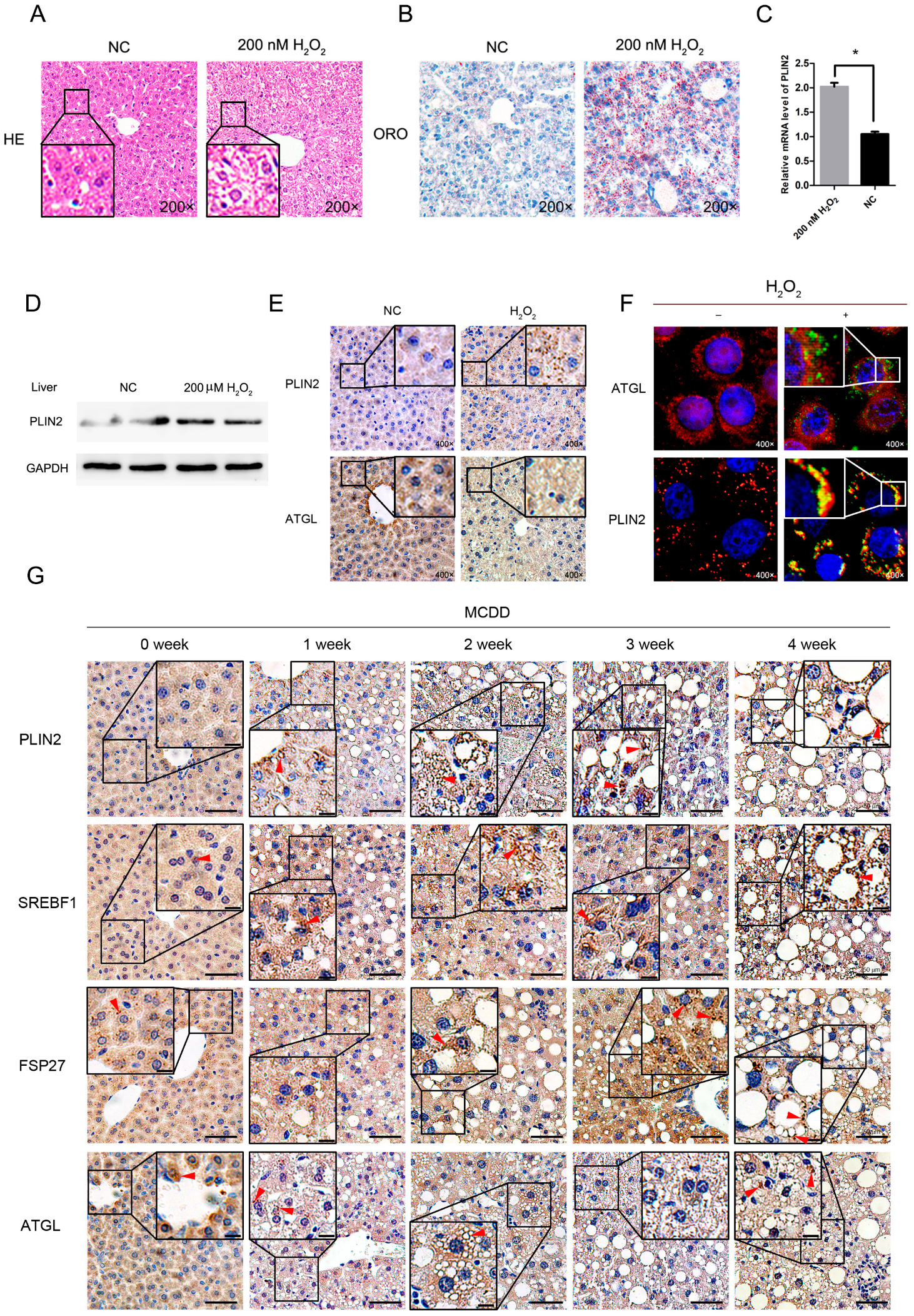 Ijms 19 03445 g005