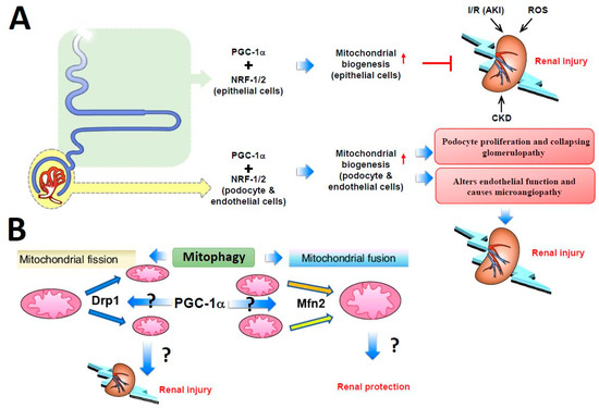 Vitamin D Impacts on Skeletal Muscle Dysfunction in Patients