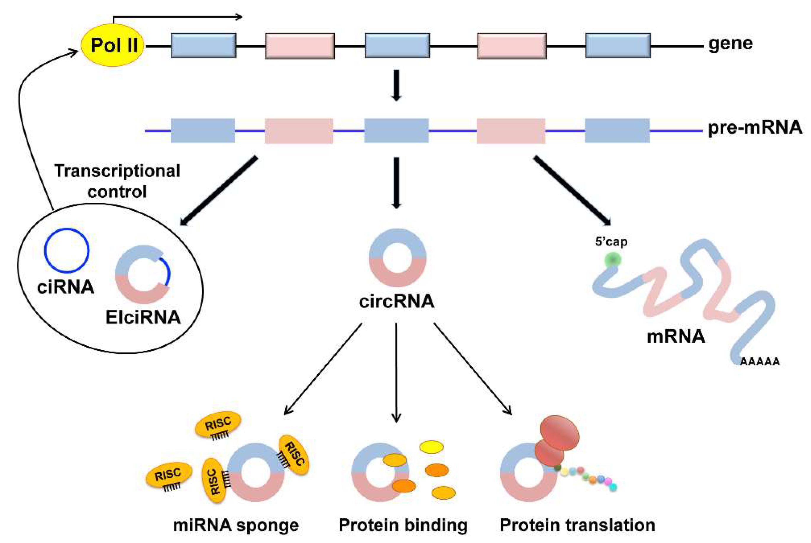 Ijms 19 03454 g001 Ijms 19 03454 g001