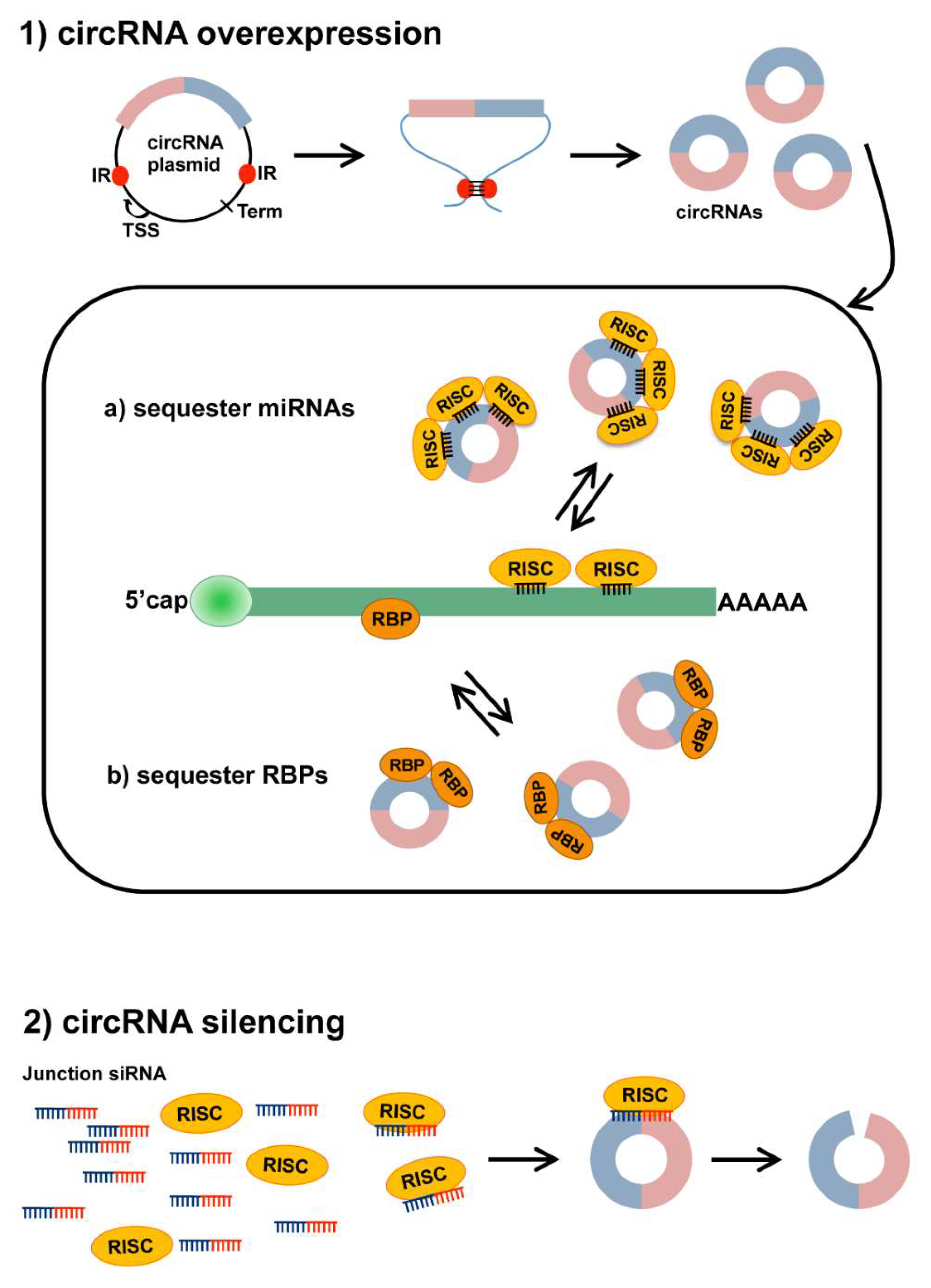 Ijms 19 03454 g002 Ijms 19 03454 g002