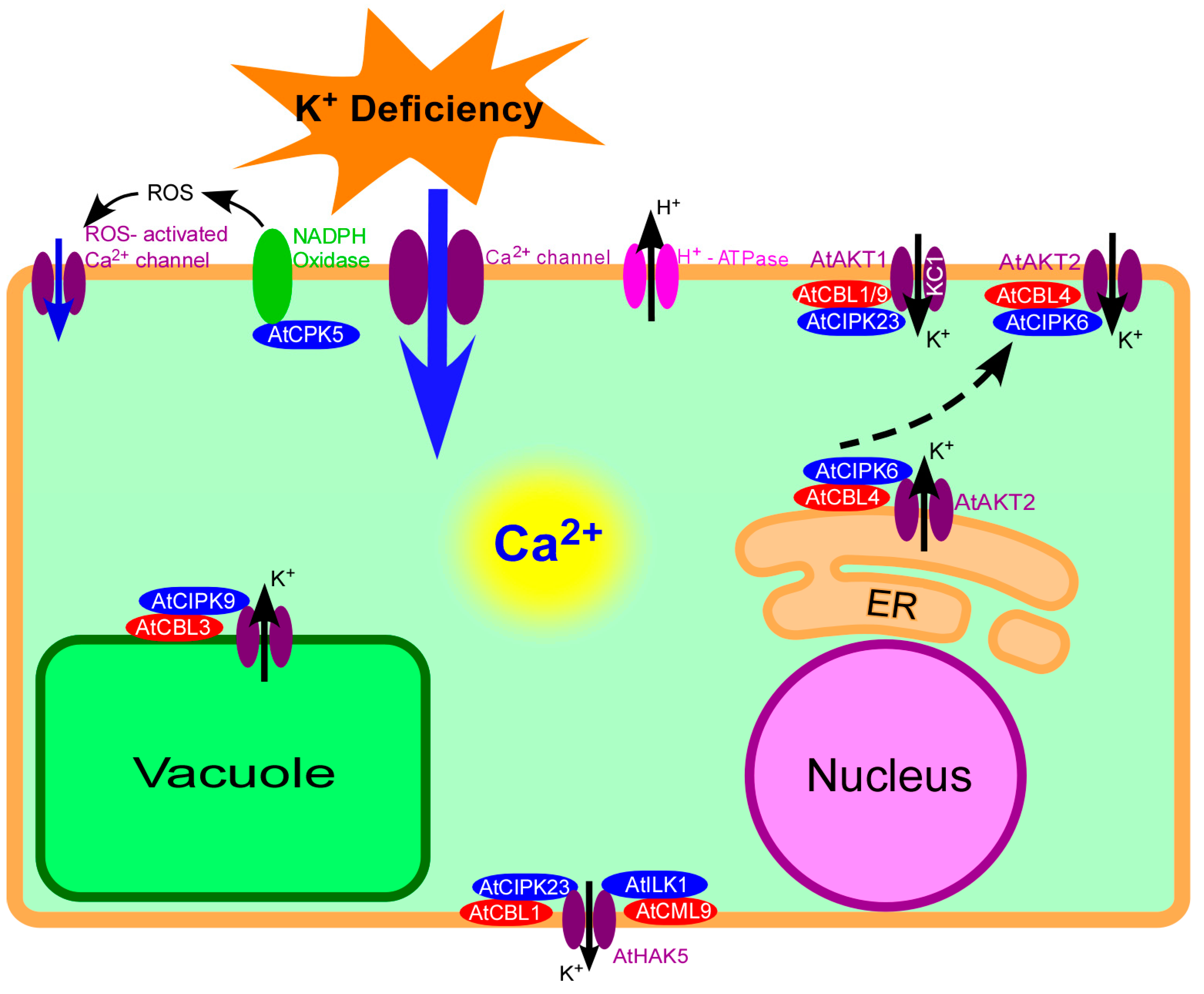 IJMS | Free Full-Text | Plant Calcium Signaling in Response to