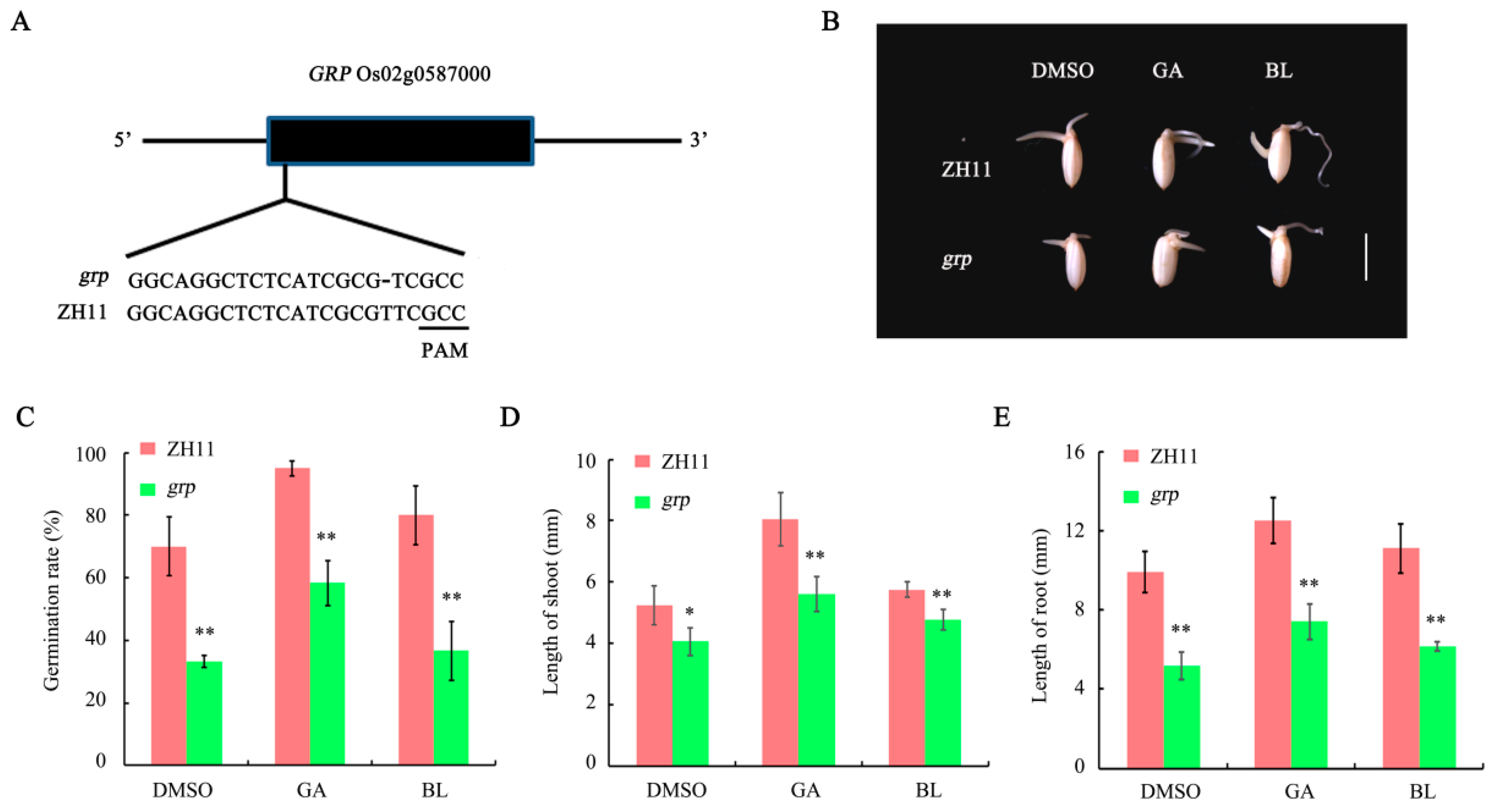 Ijms 19 03460 g008 Ijms 19 03460 g008