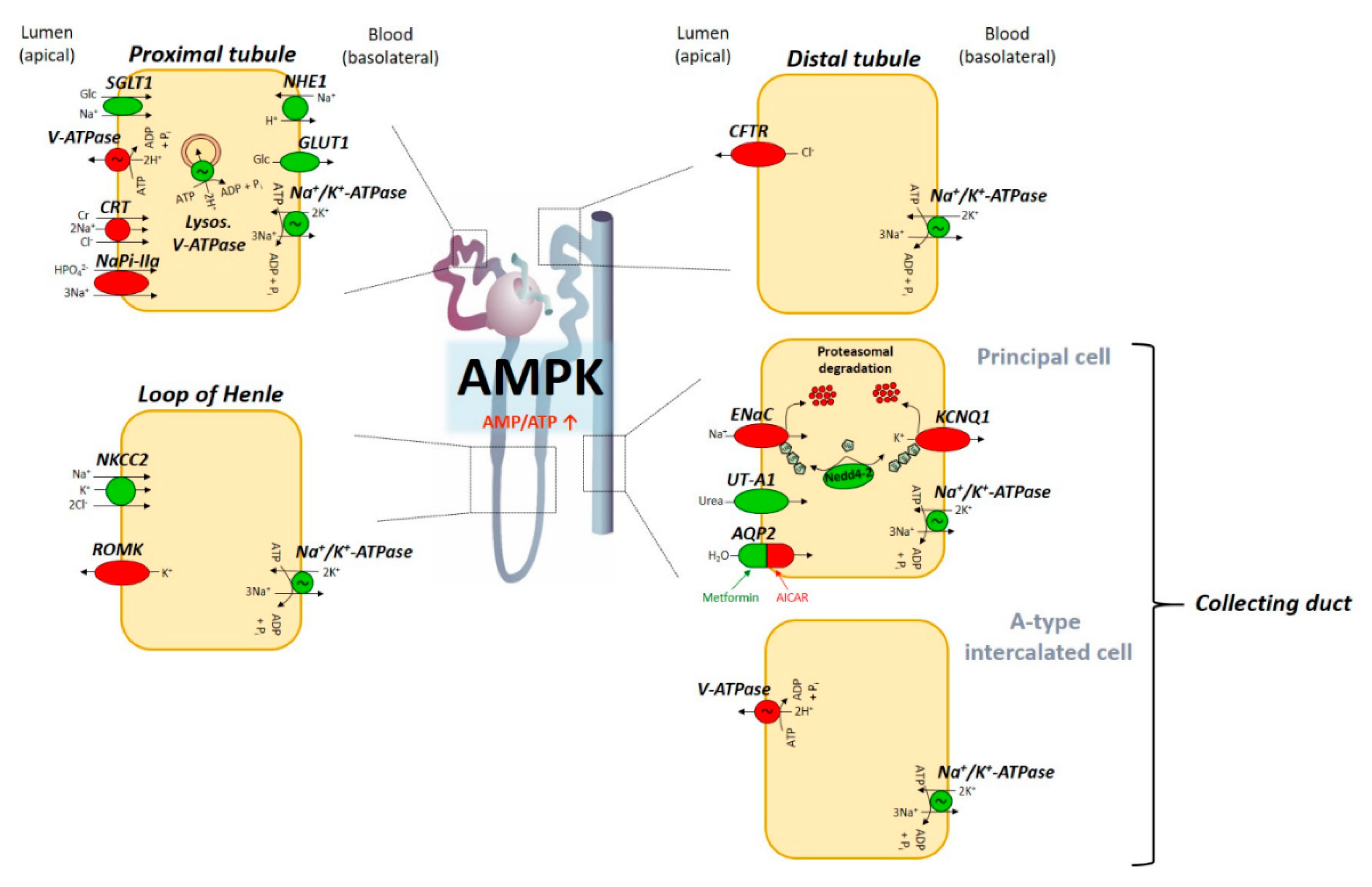 IJMS | Free Full-Text | AMP-Activated Protein Kinase (AMPK ...