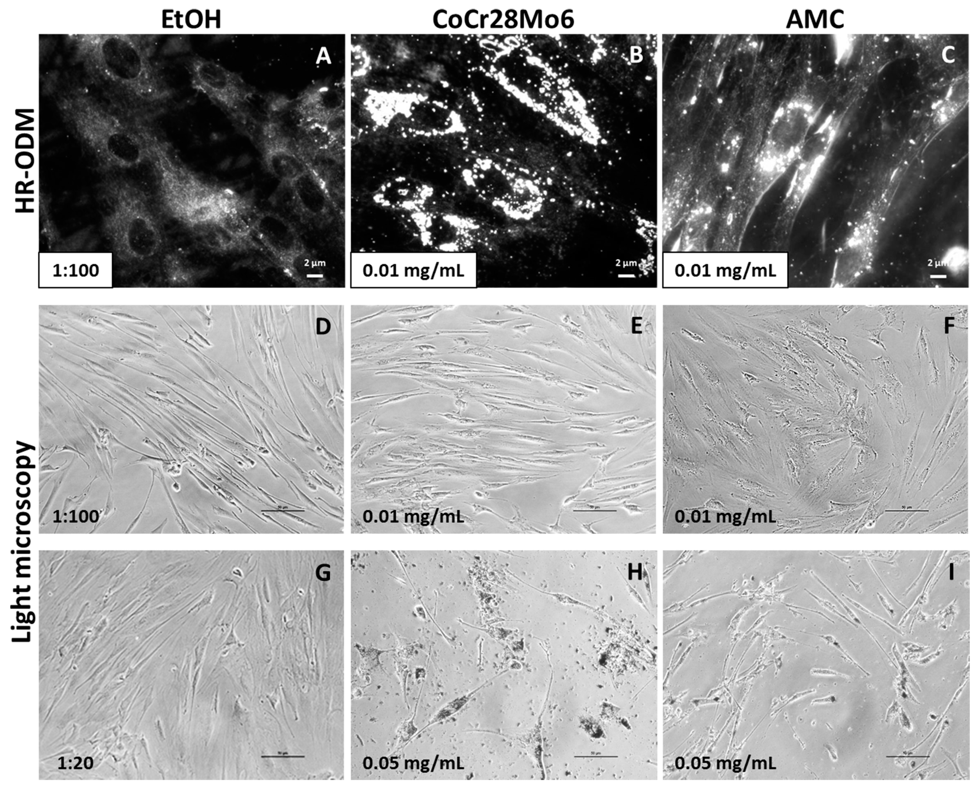 Ijms 19 03486 g004 Ijms 19 03486 g004