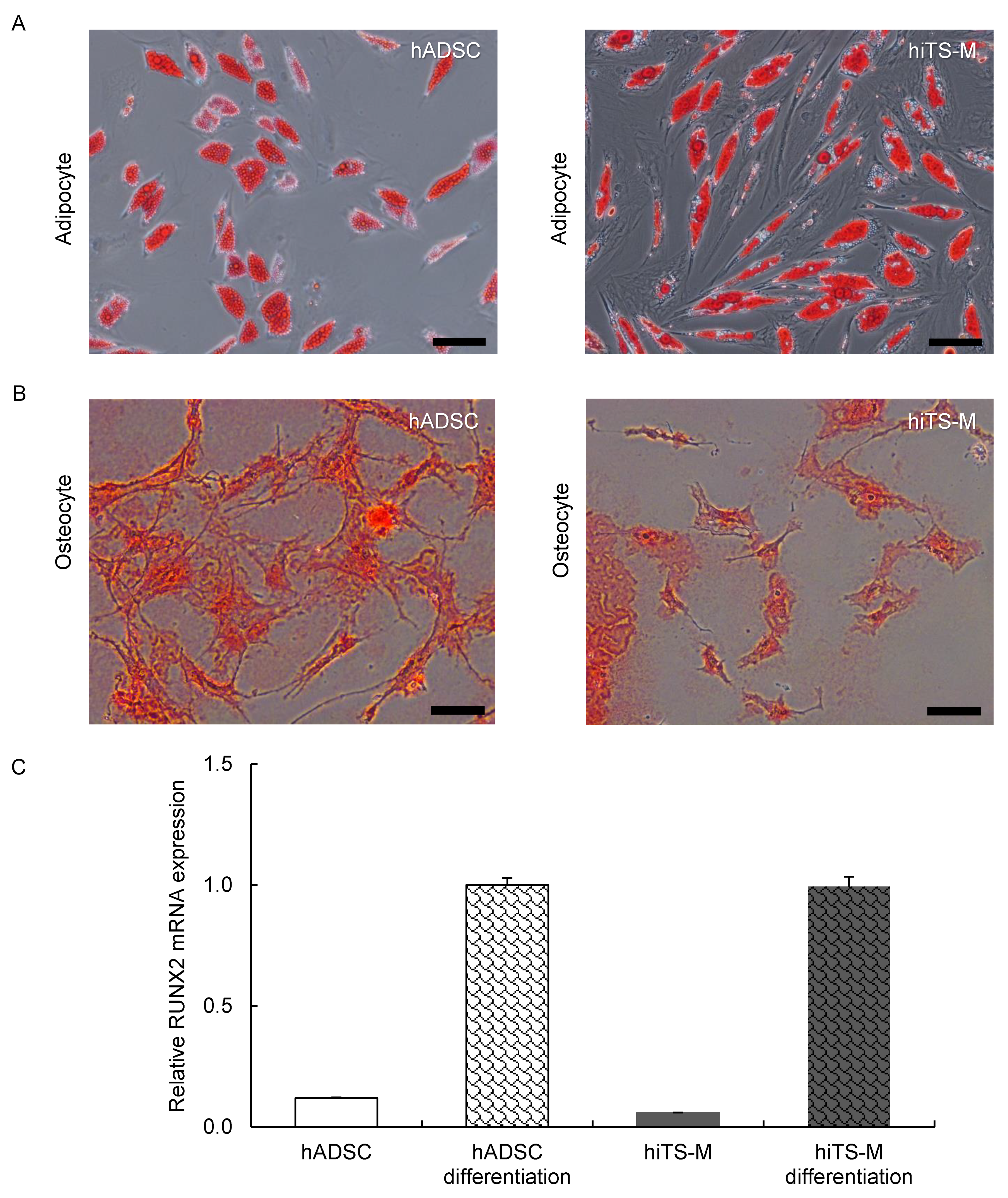 Ijms 19 03489 g004 Ijms 19 03489 g004