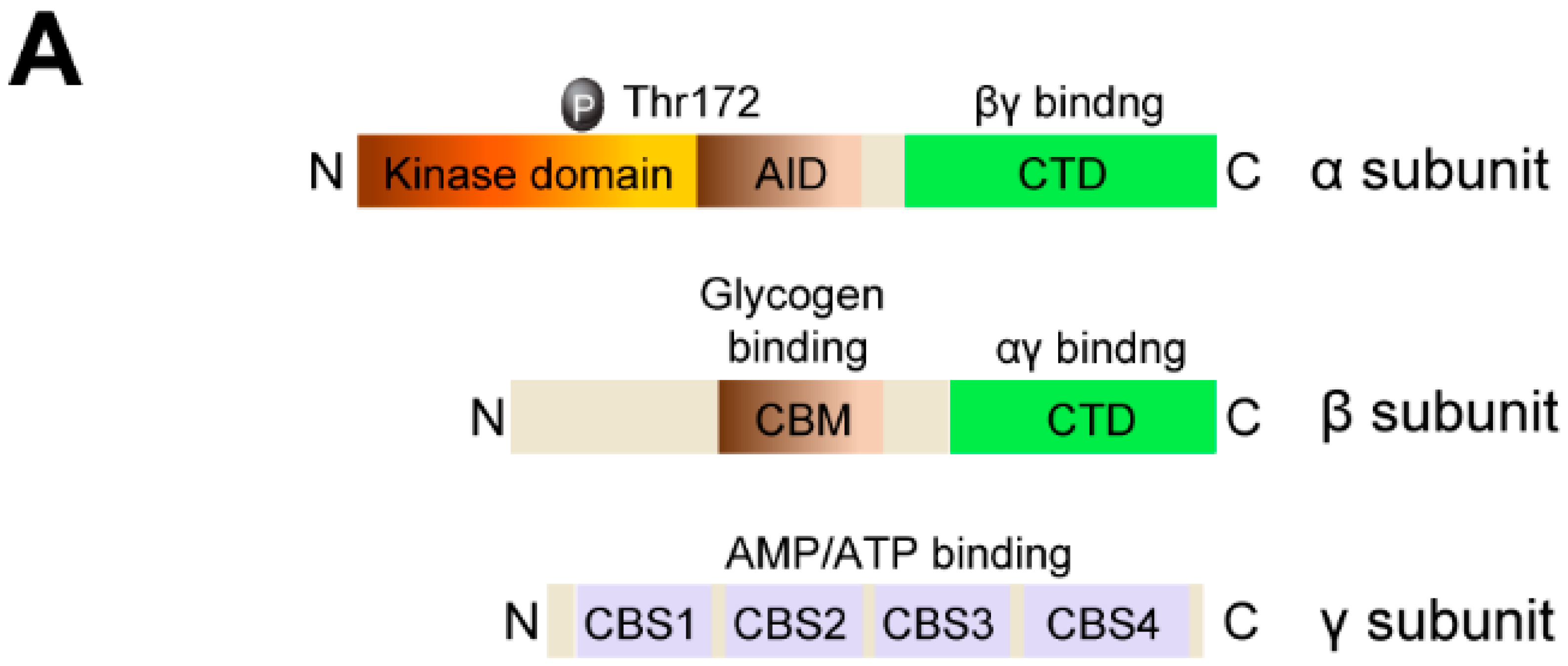 S. Typhimurium evades autophagy by disrupting Sirt1-dependent AMPK