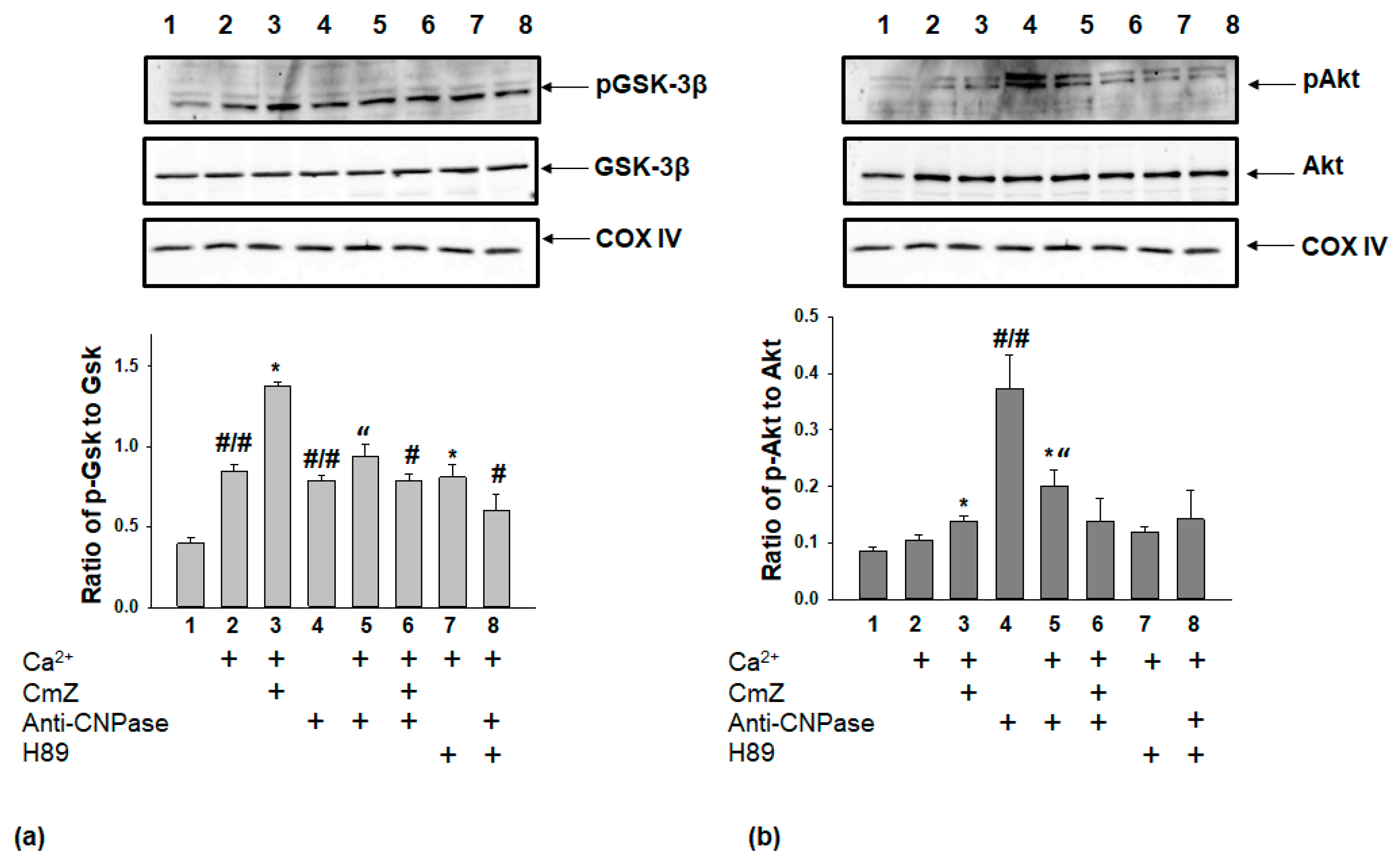 Ijms 19 03499 g004 Ijms 19 03499 g004