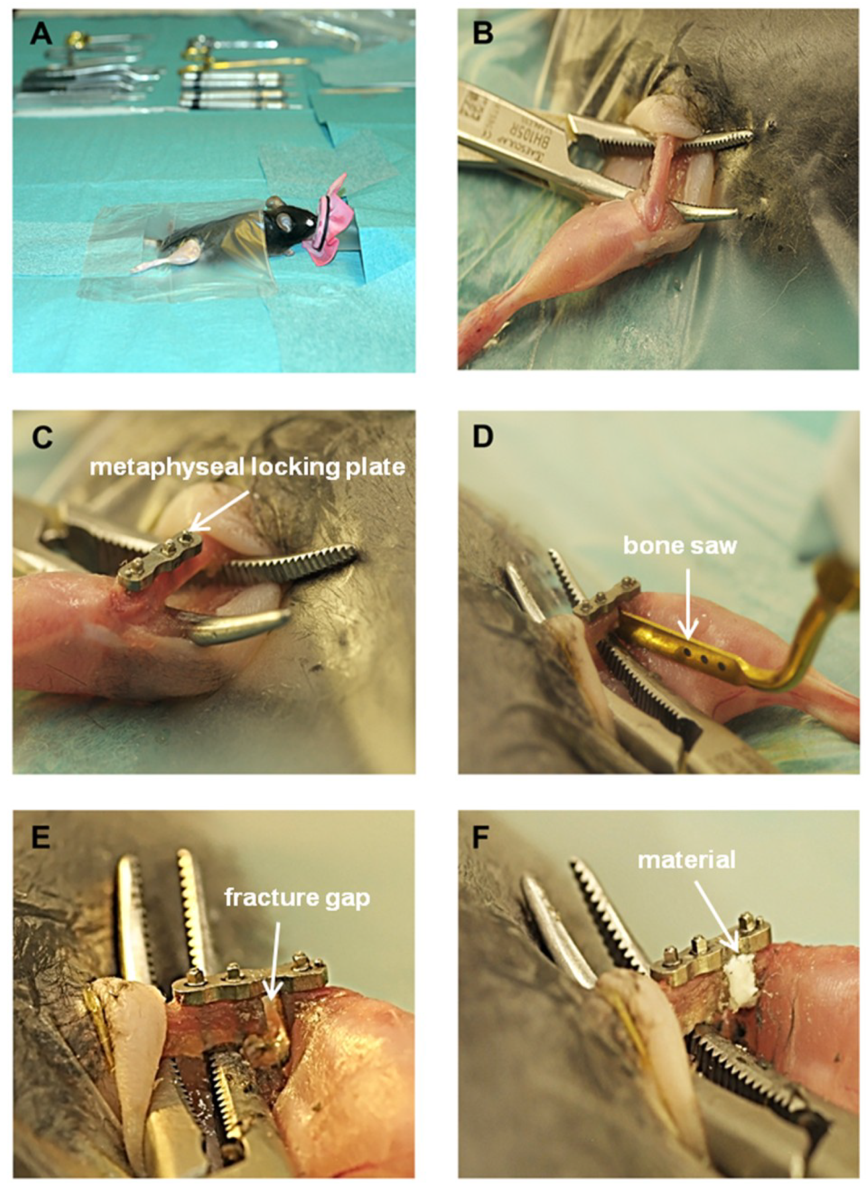 Ijms 19 03531 g008 Ijms 19 03531 g008