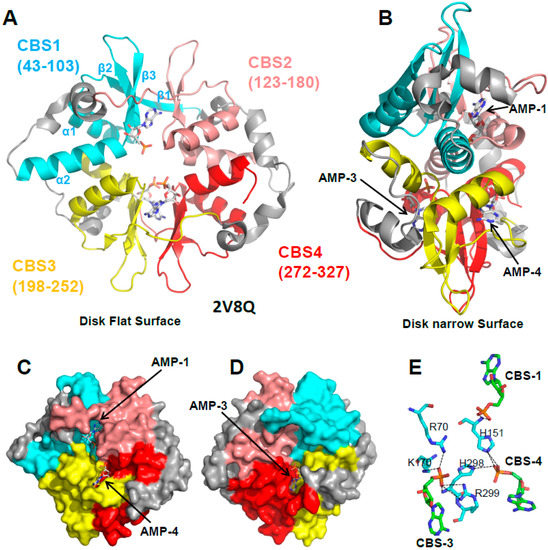 Structure and Physiological Regulation of AMPK Structure and Physiological Regulation of AMPK